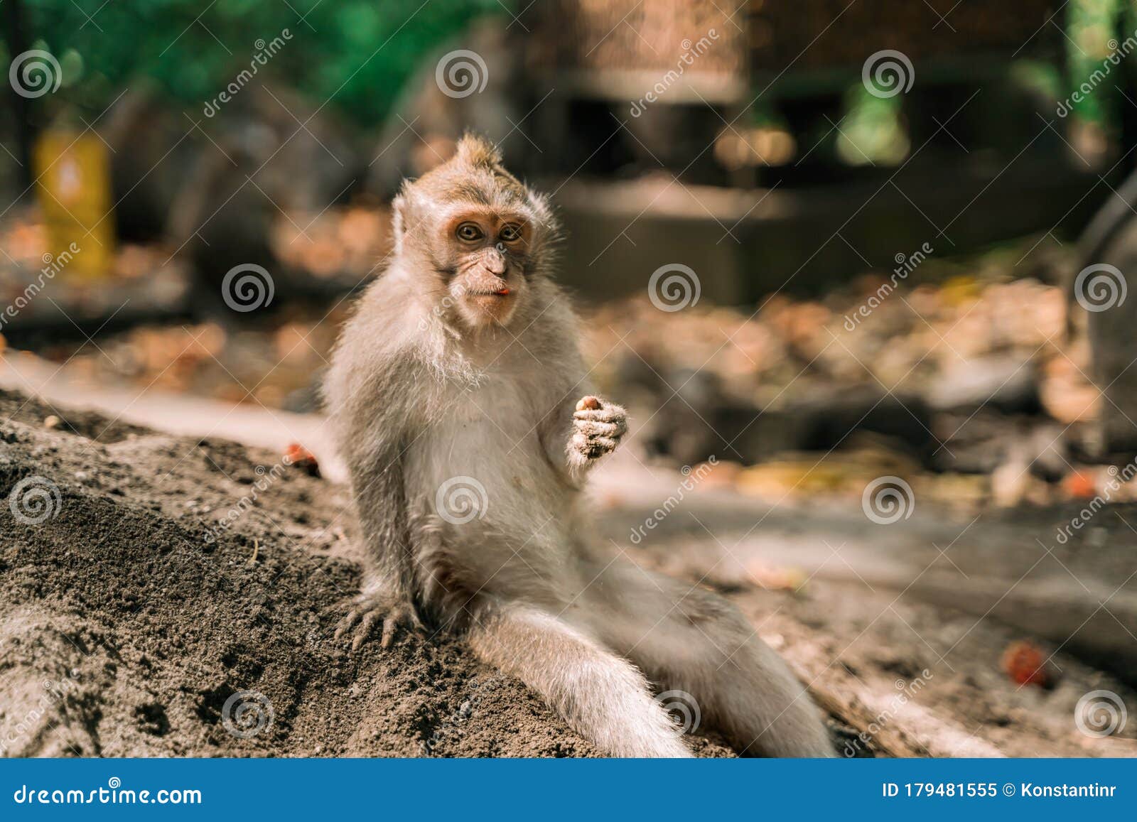 A Funny Monkey is Sitting on the Ground and Holding Something in ...