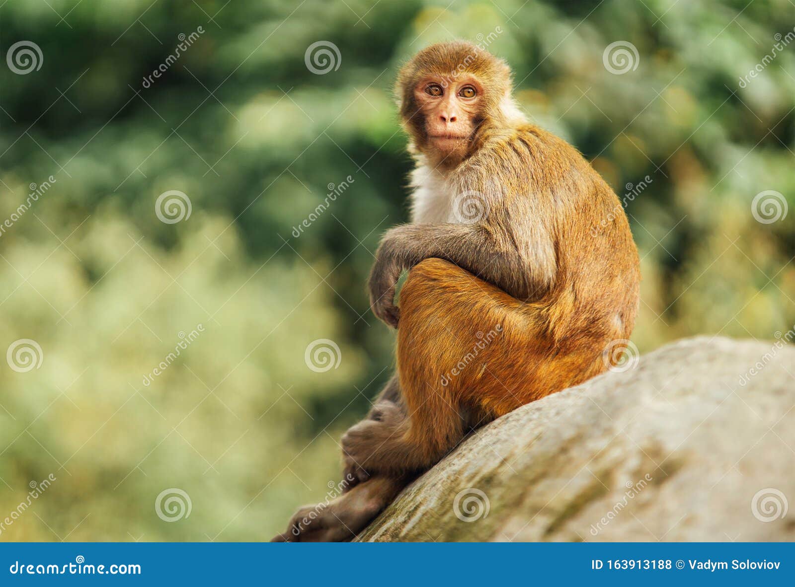 Funny Monkey Sitting on Stone Looking Around with Blurred Out ...