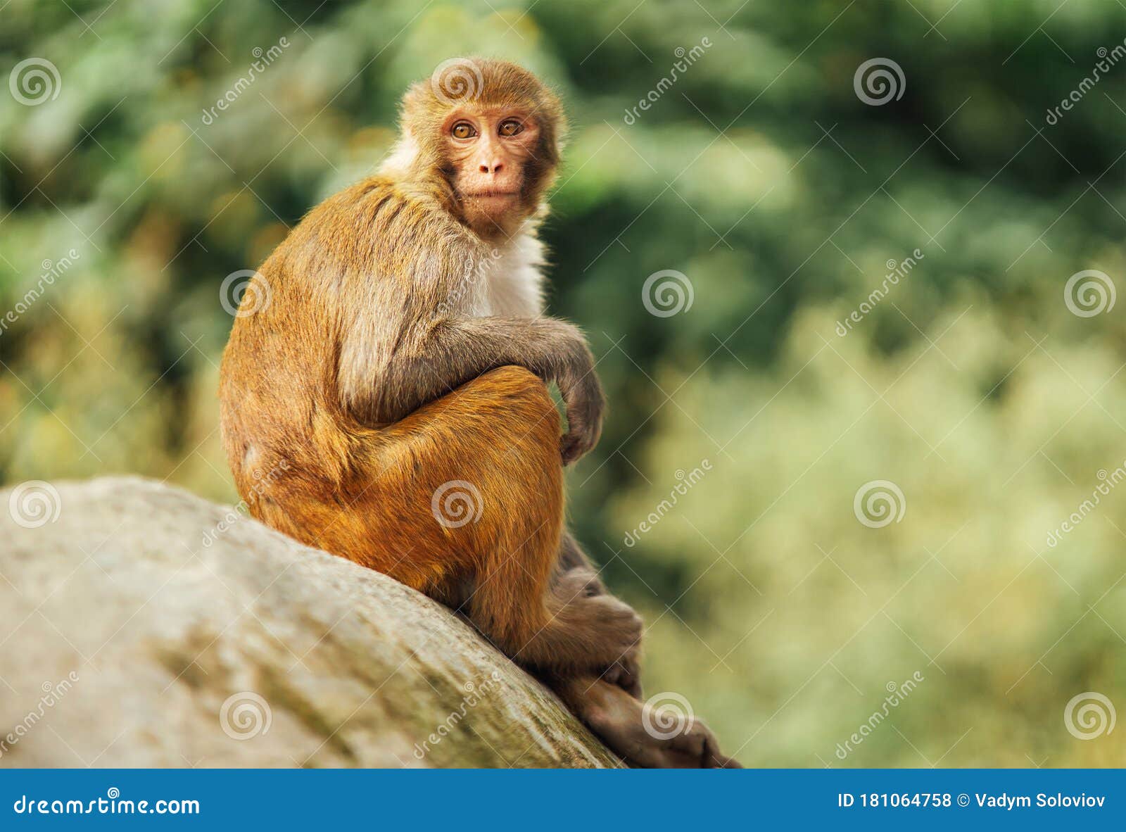 Funny Monkey Sitting on Stone Looking Around with Blurred Out ...