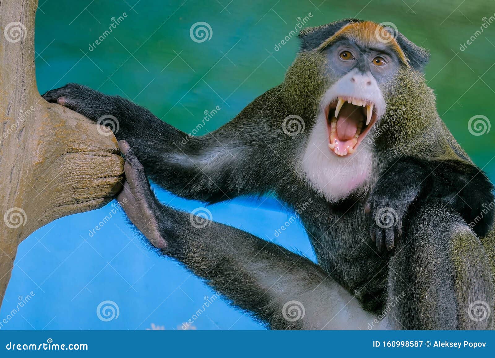 Funny Monkey Sitting in the Tree and Yawning Stock Image - Image ...
