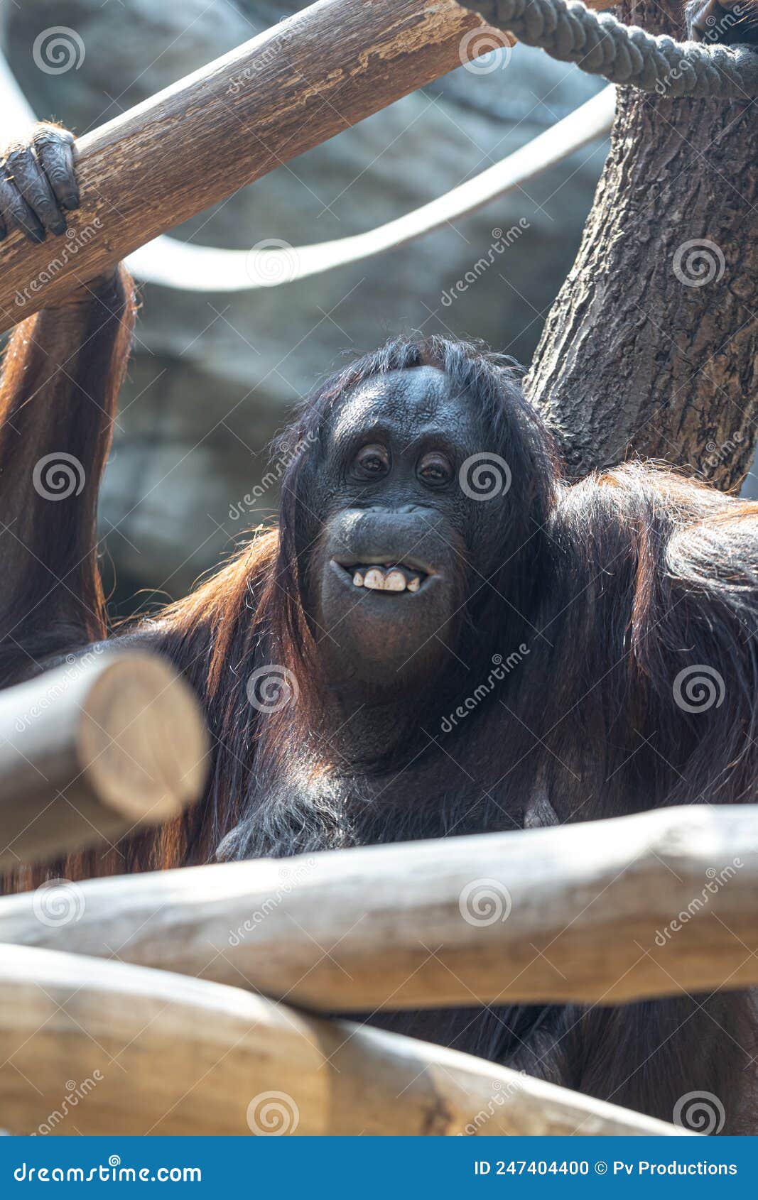 Funny Monkey with a Funny Smile in the Zoo. Stock Photo - Image of ...