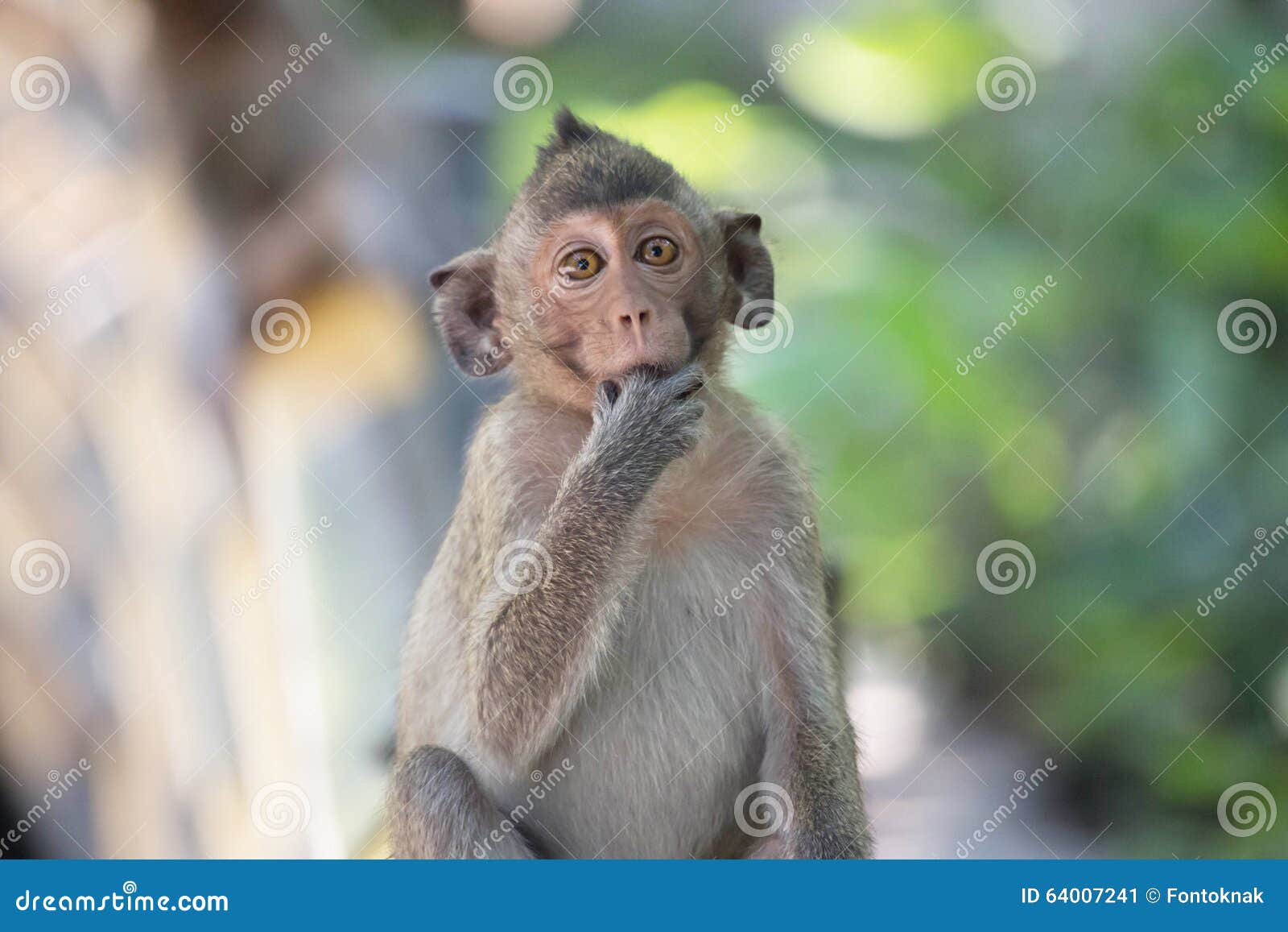 Funny Monkeys Stock Image Image Of Funny Photo Monkey 64007241