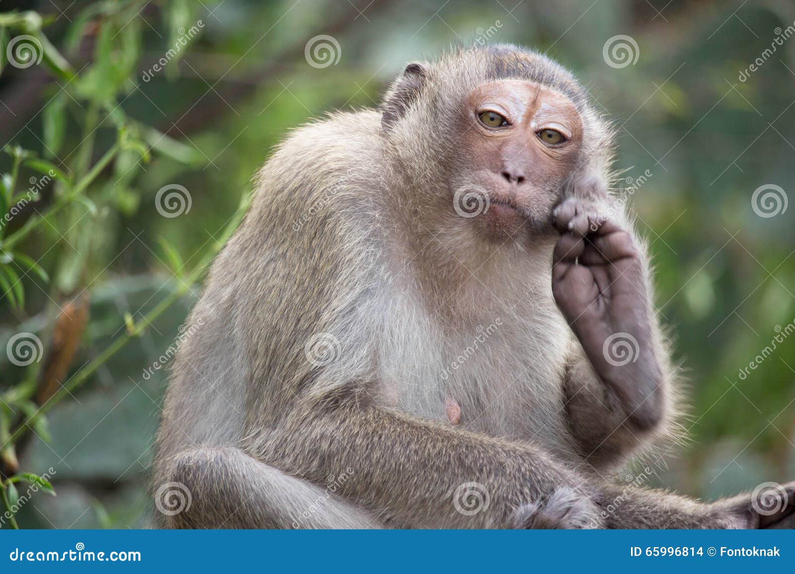 Funny monkeys stock photo. Image of forest, eating, tropical ...