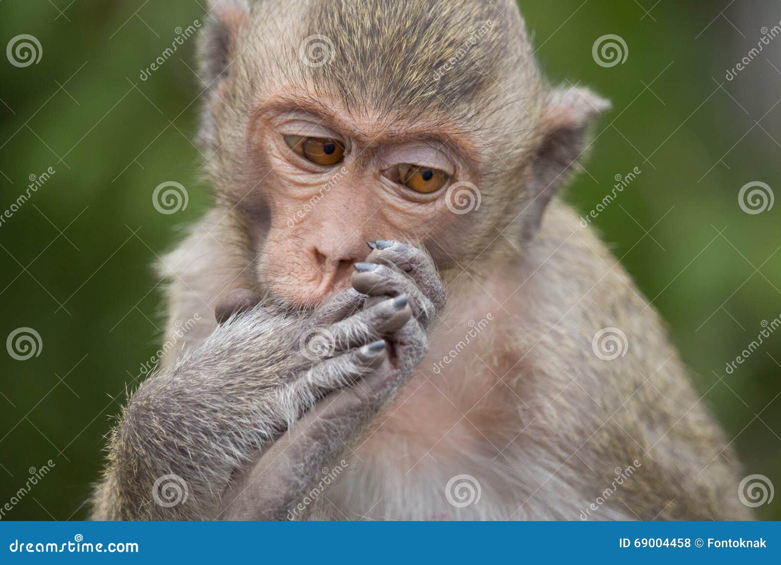 Funny monkeys stock photo. Image of crab, forest, funny - 69004458