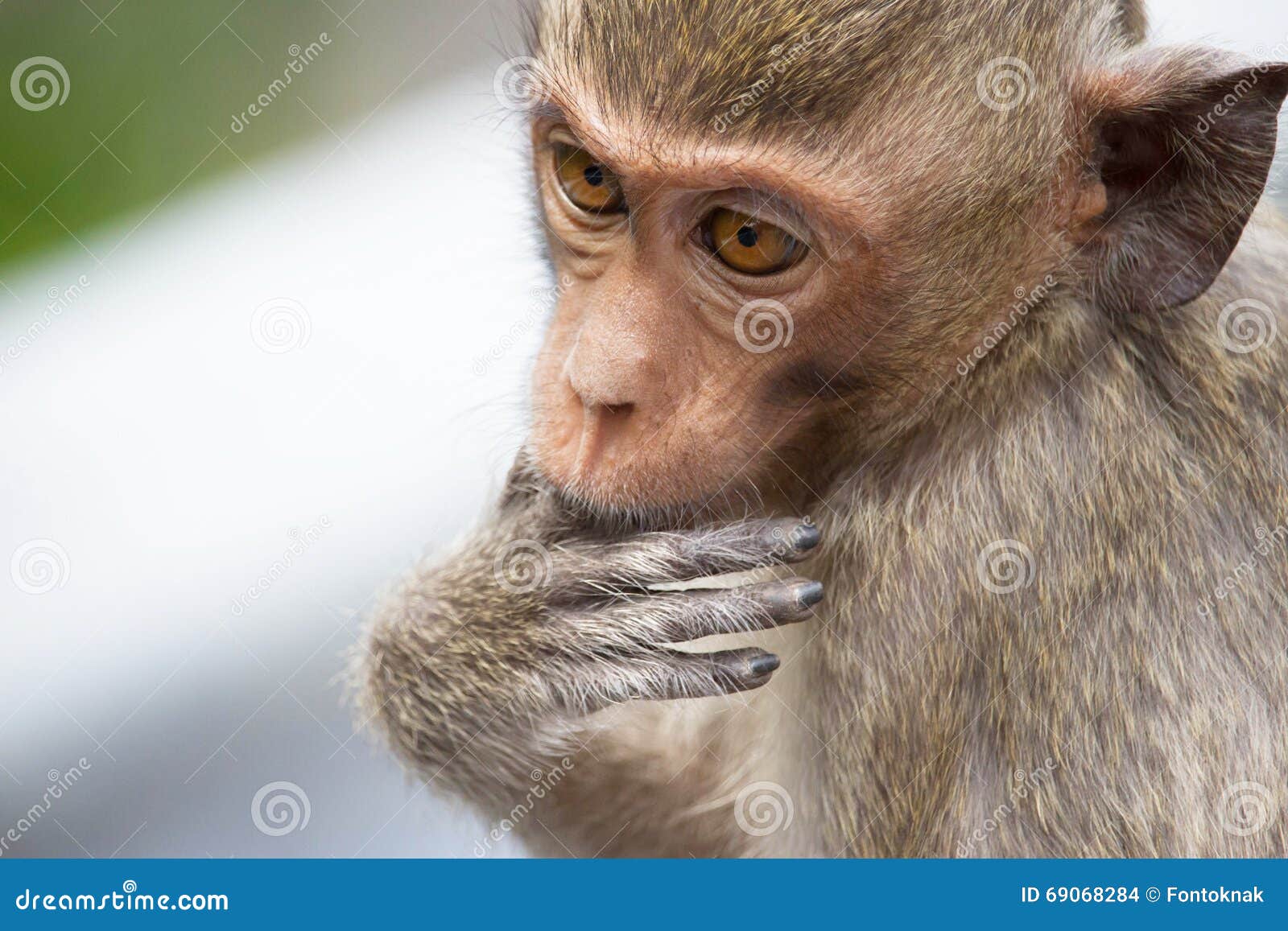 Macacos engraçados imagem de stock. Imagem de tailândia - 69004483