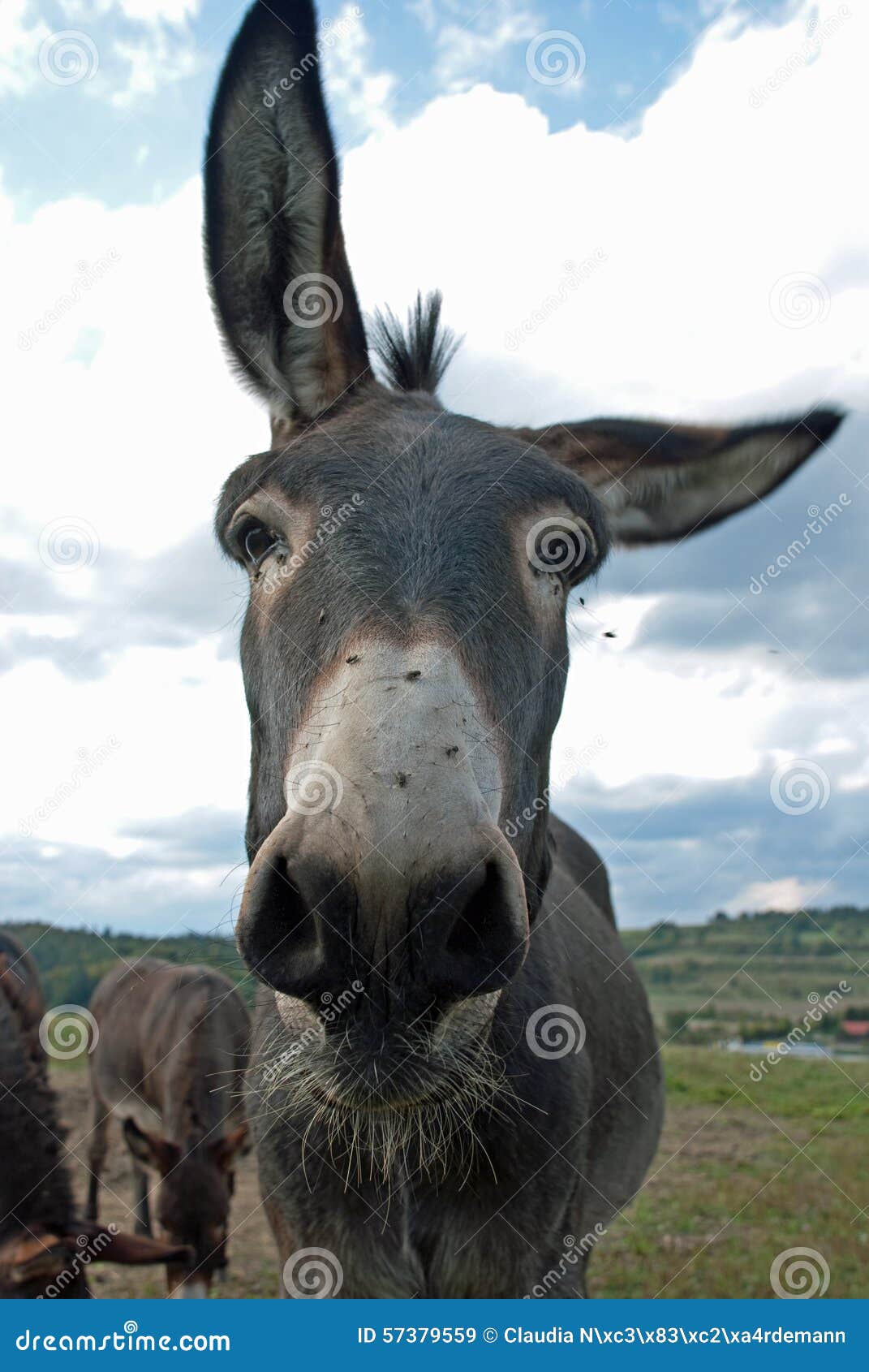 A Funny Mule Is Carrying Some Stuff In A Bazaar Of Fez RoyaltyFree