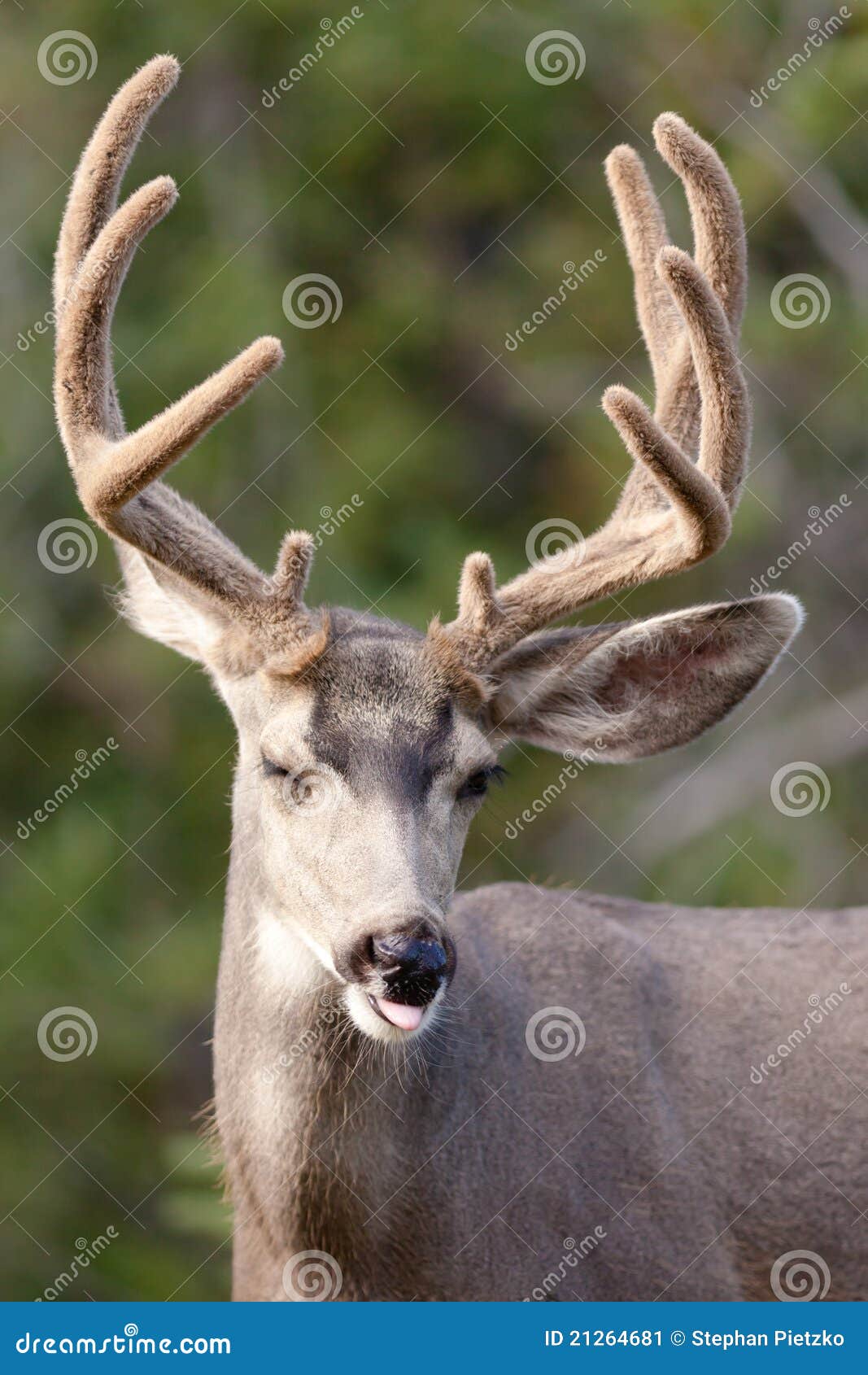 funny mule deer buck portrait with velvet antler