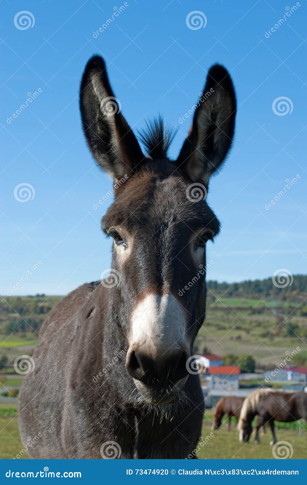 A Funny Mule Is Carrying Some Stuff In A Bazaar Of Fez RoyaltyFree
