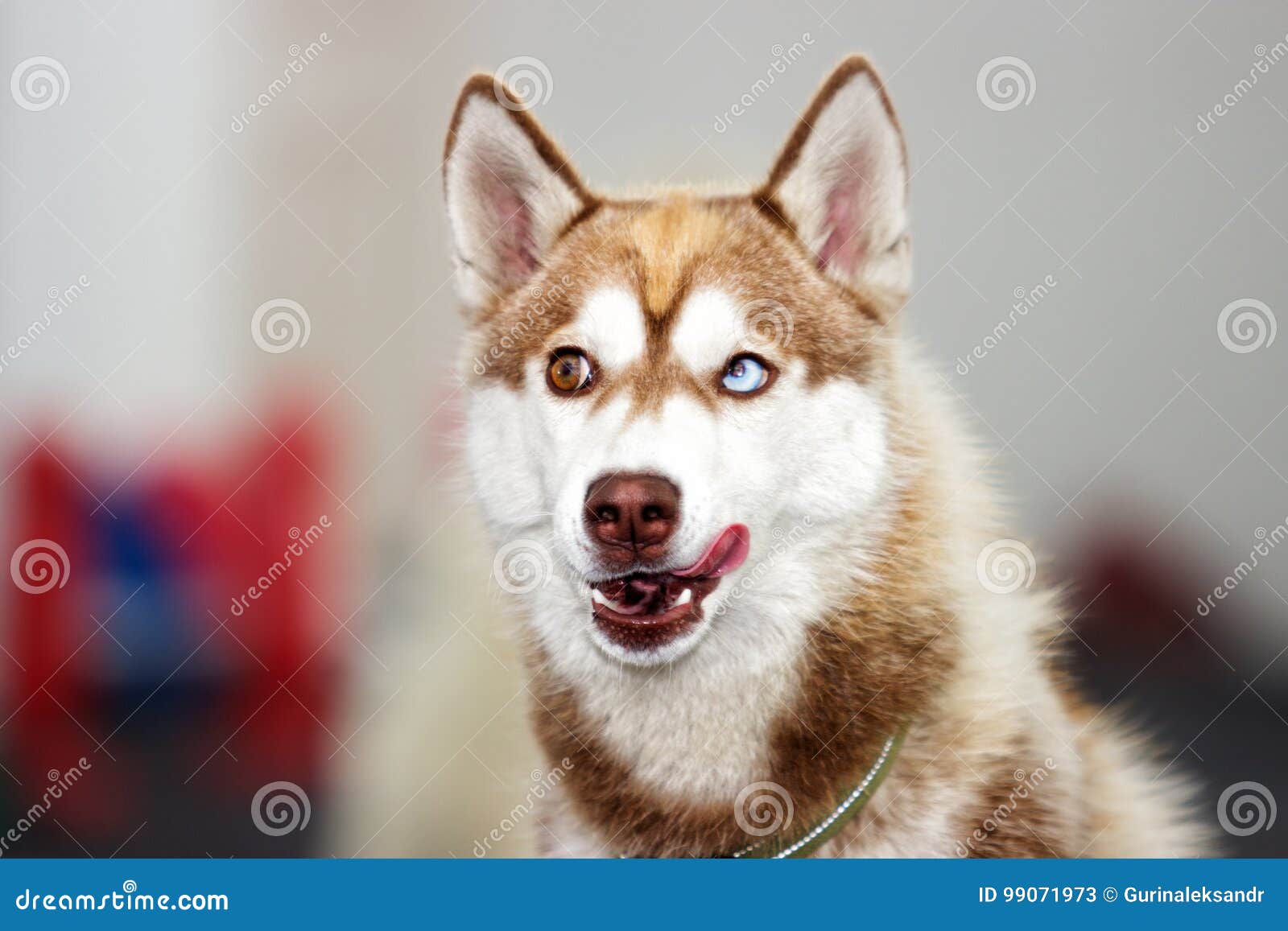 Muzzle Of A Husky Dog Protruding Tongue Different Eye Colors Blue And ...