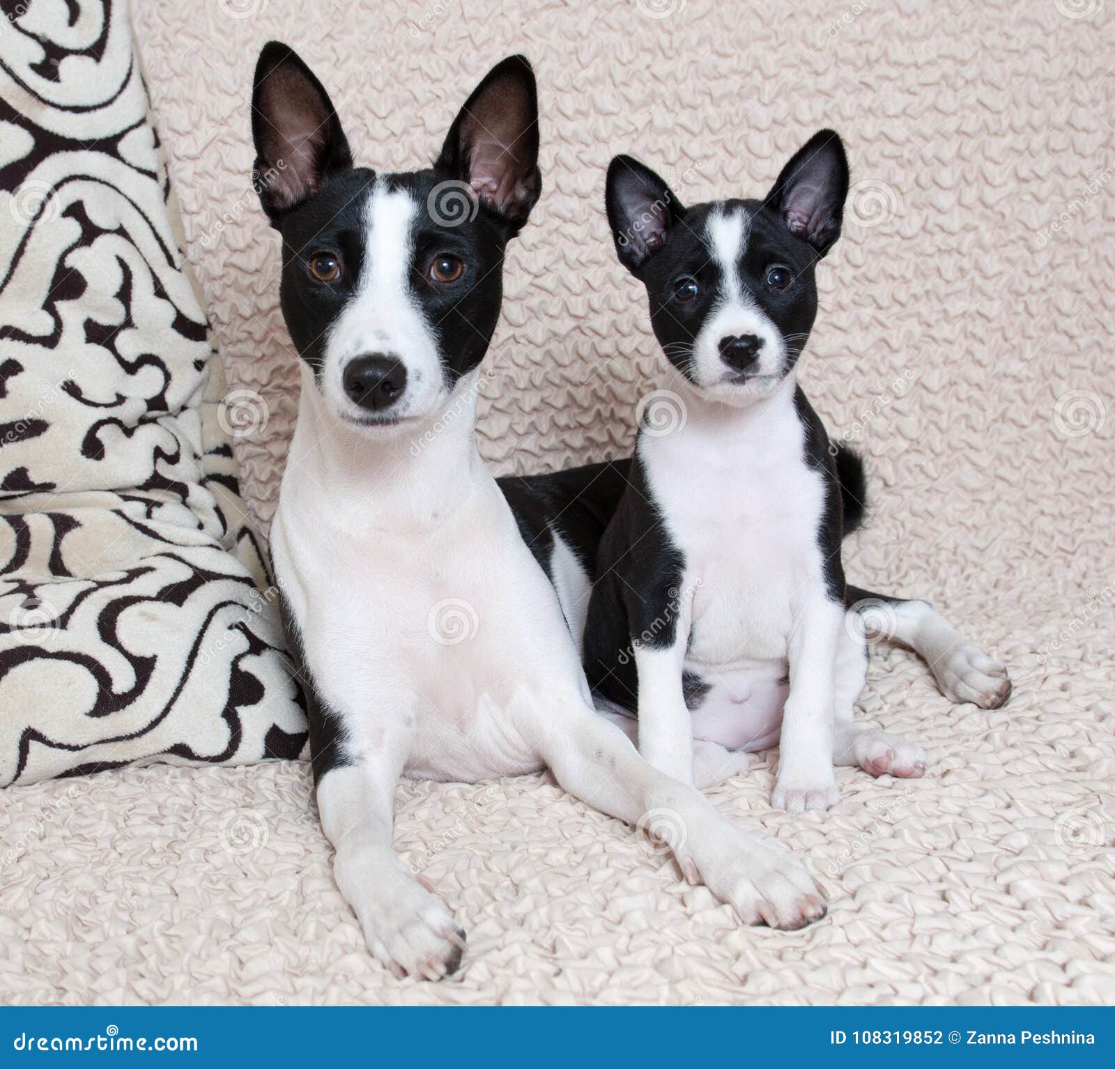 Mother Basenji Feed Her Puppies Stock Photography