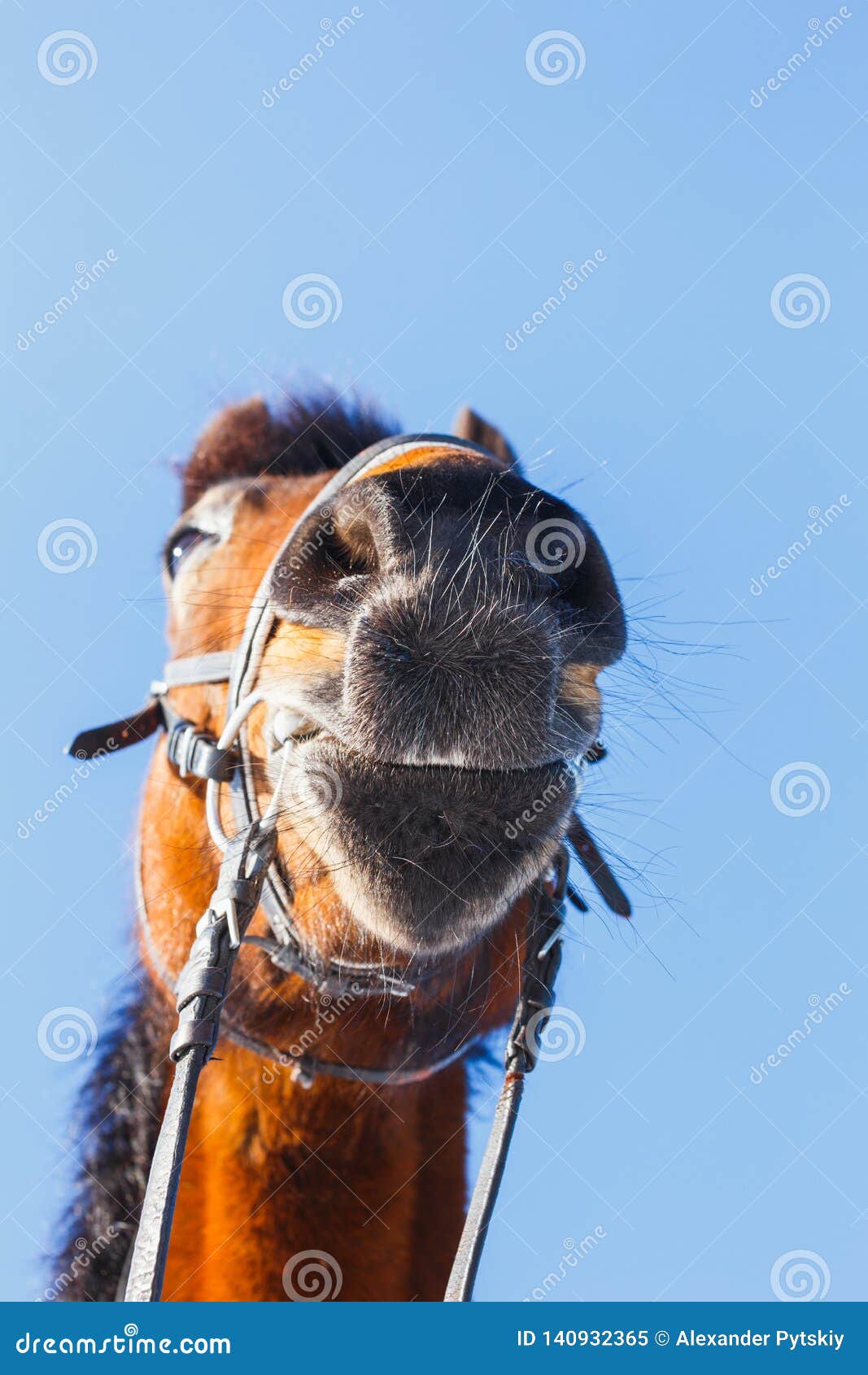 Funny Nose of the Horse Against the Blue Sky Stock Image Image of