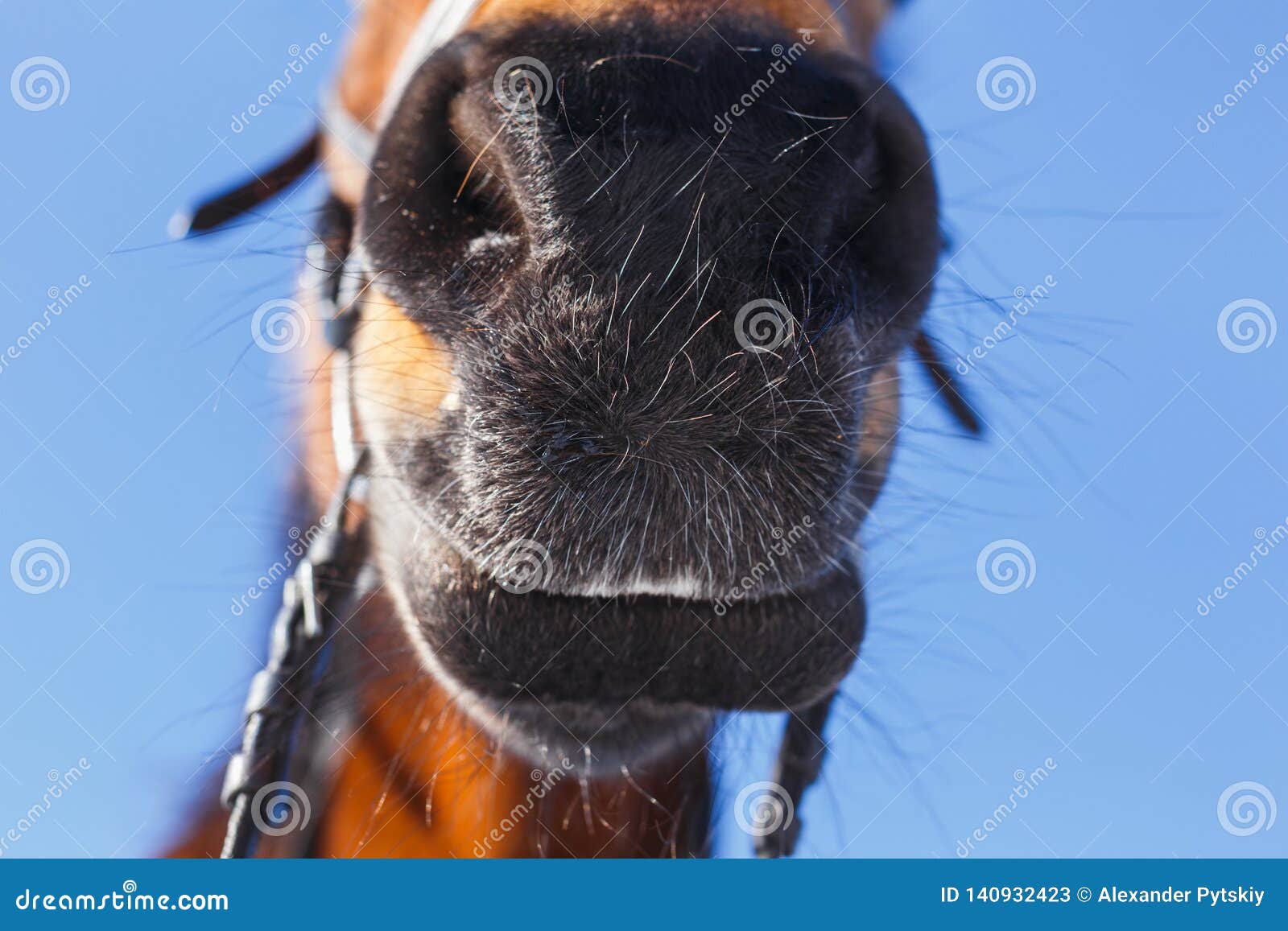 Funny Nose of the Horse Against the Blue Sky Stock Image Image of