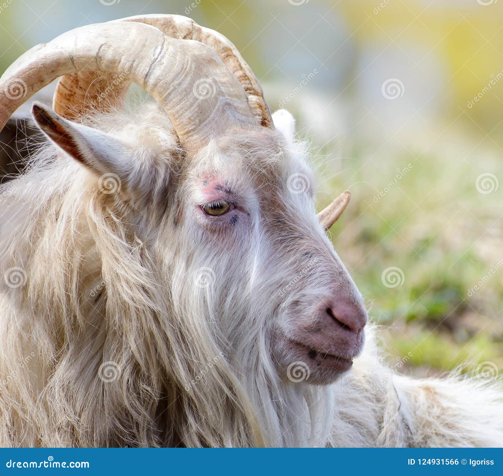 Funny old goat. stock photo. Image of surprise, farm - 124931566