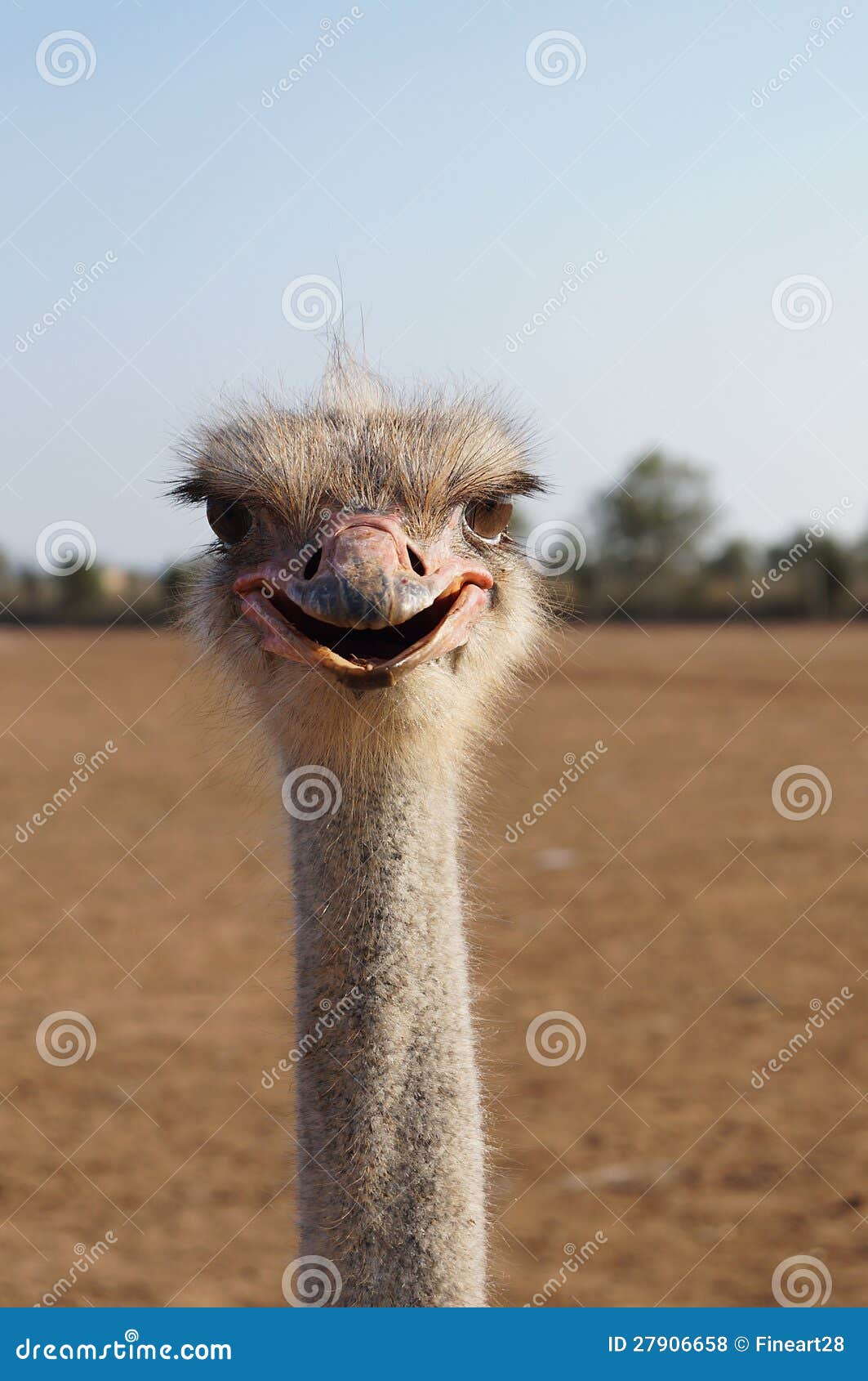 Funny Ostrich stock photo. Image of bird, white, spain - 27906658