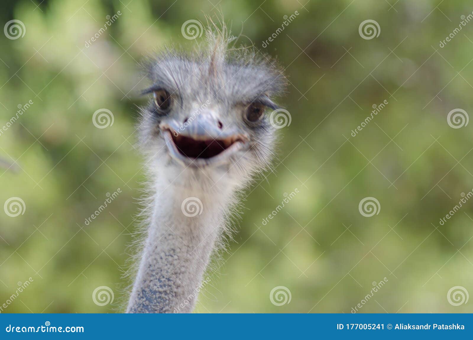 Funny ostrich bird head stock image. Image of neck, outdoors - 177005241