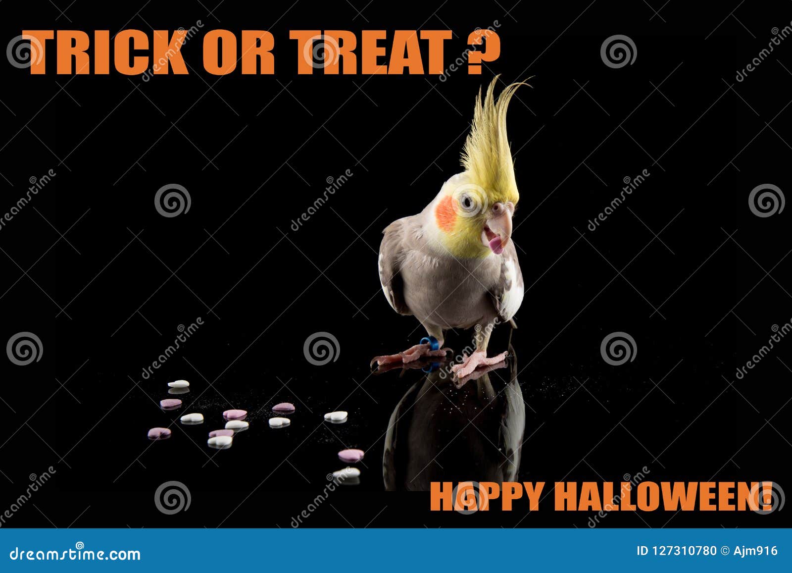 Funny Parrot Halloween MemeTrick Or Treat Cockatiel Eating Candy