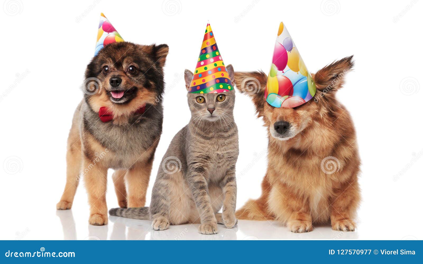 Funny Party Dogs and a Cat Wearing Birthday Caps Stock Image - Image of  eyes, isolated: 127570977