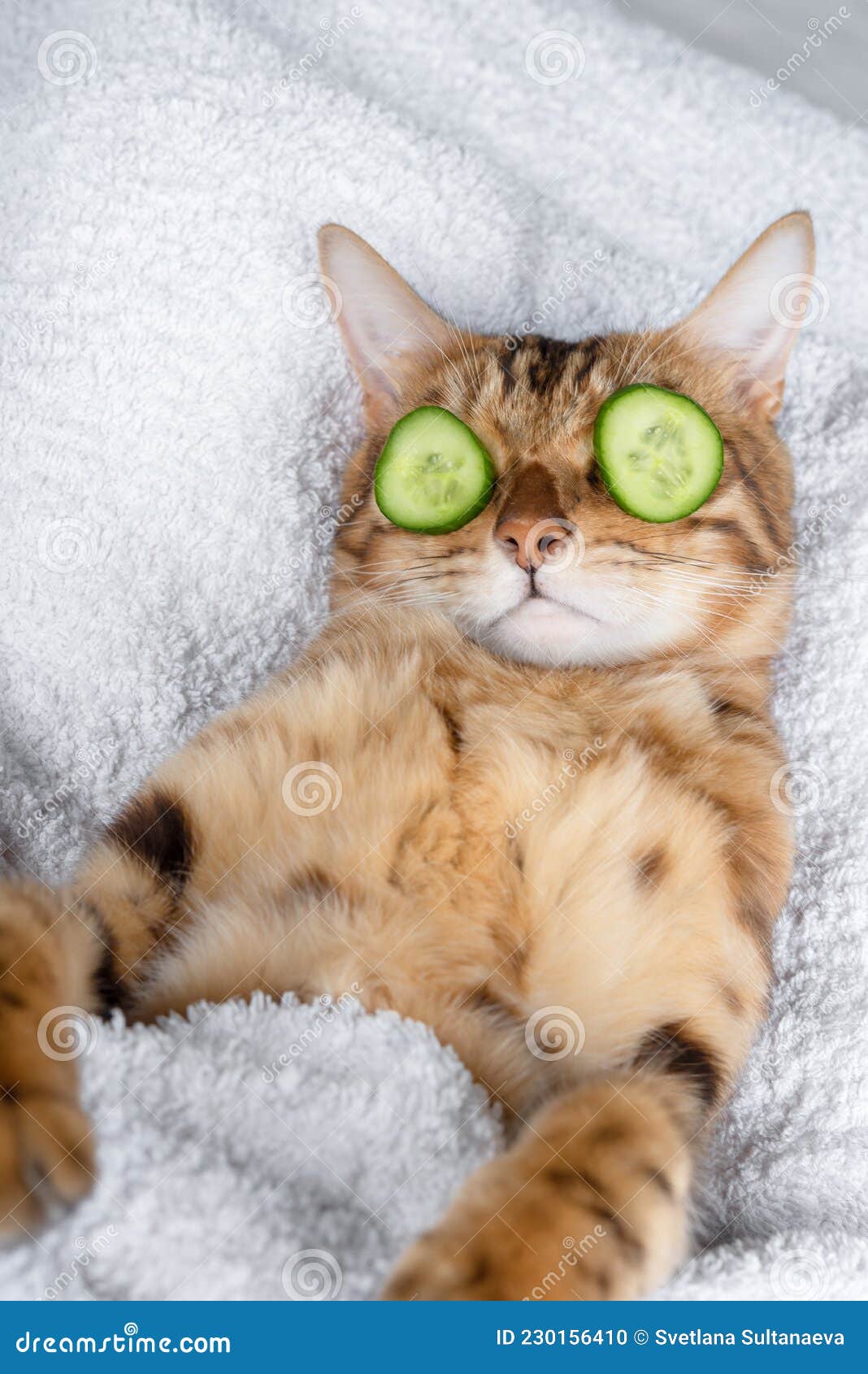 Funny cat store videos cucumber