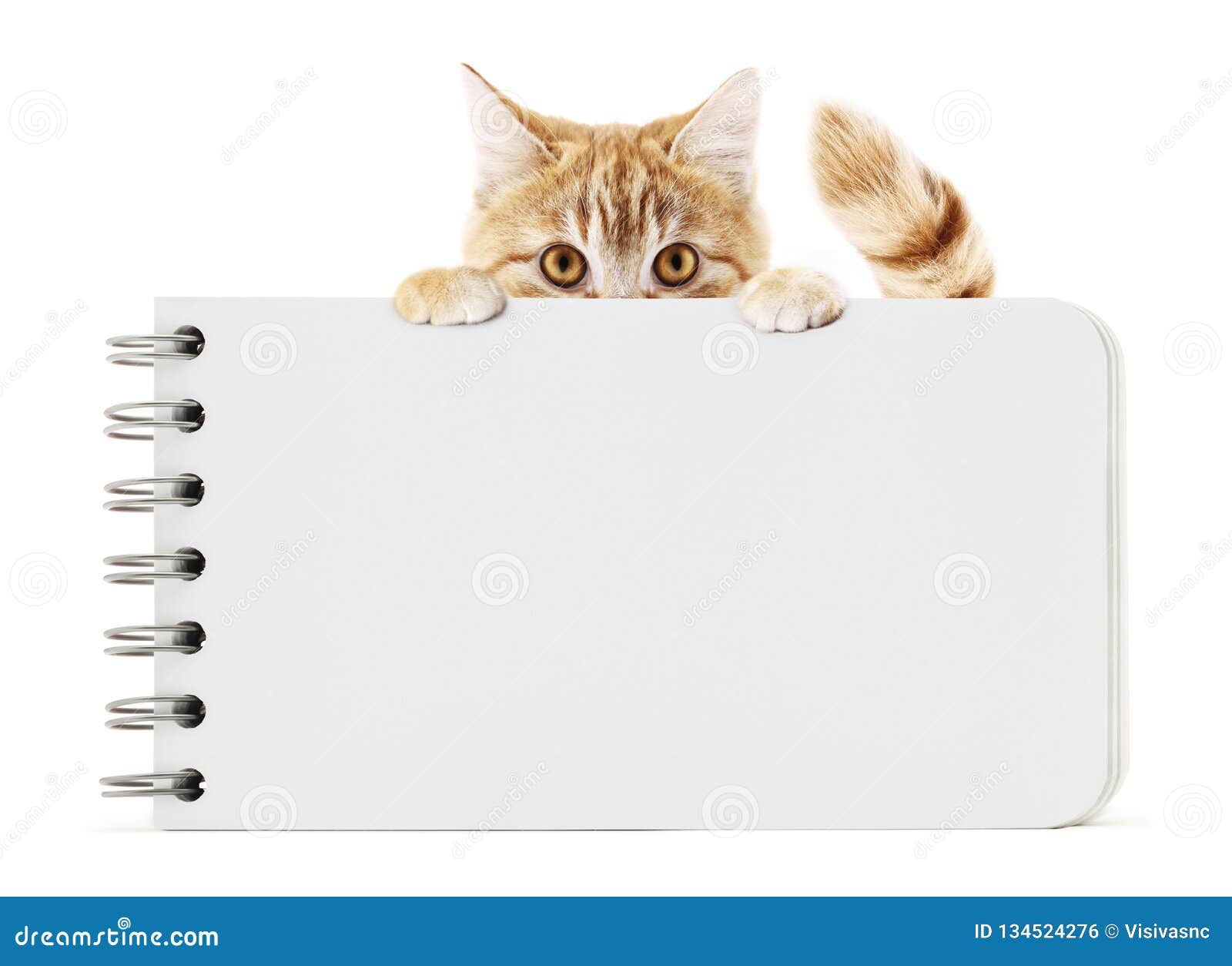 Funny Pet Cat Showing A Block Notes Isolated On White Background And