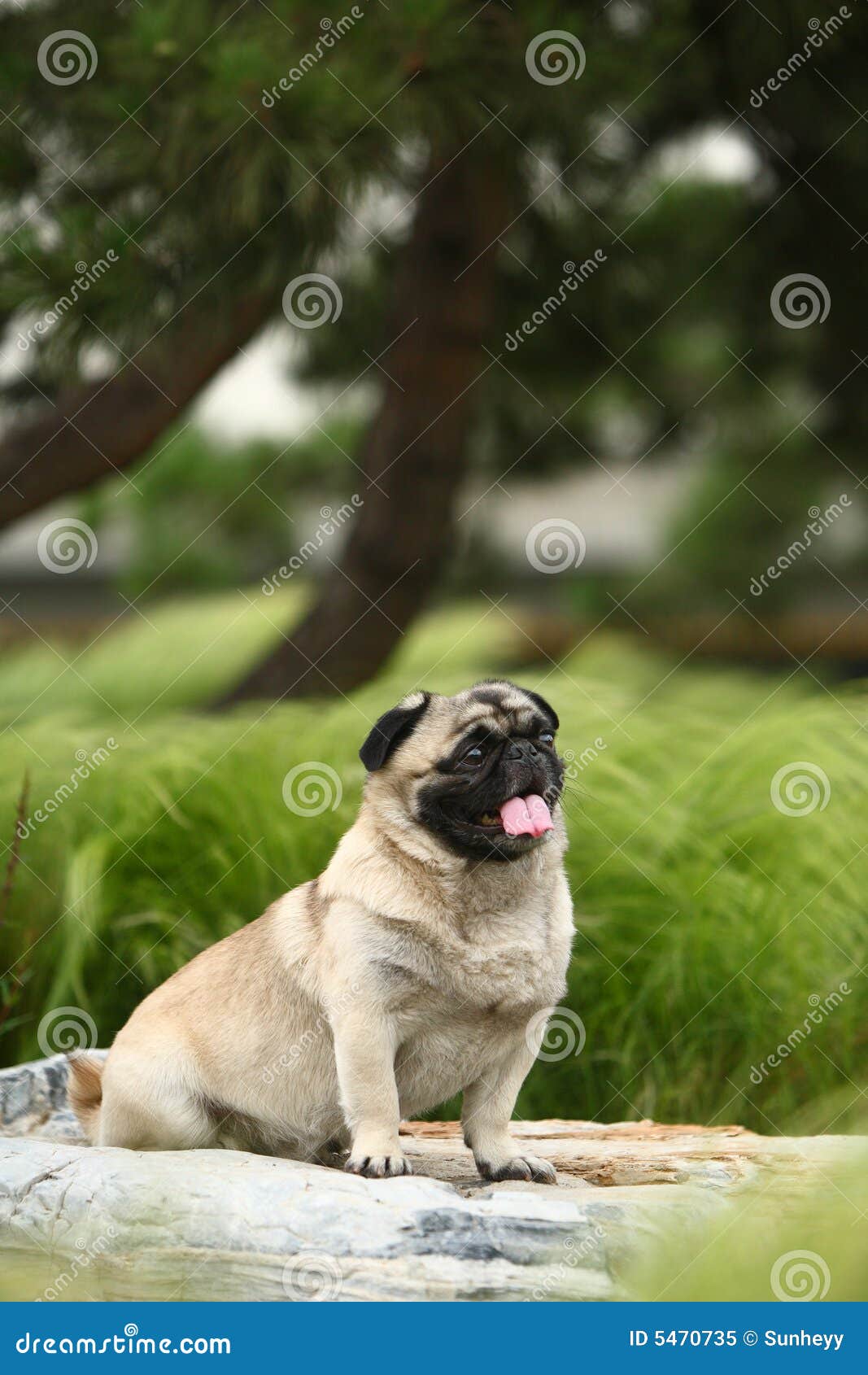 Funny pet dog stock image. Image of funny, breed, breeds 5470735