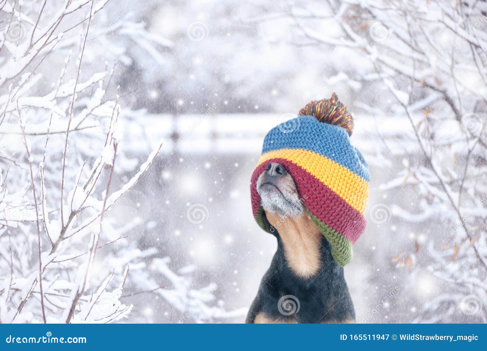 Funny Photo of a Dog in a Hat Stretched Over His Eyes in a ...