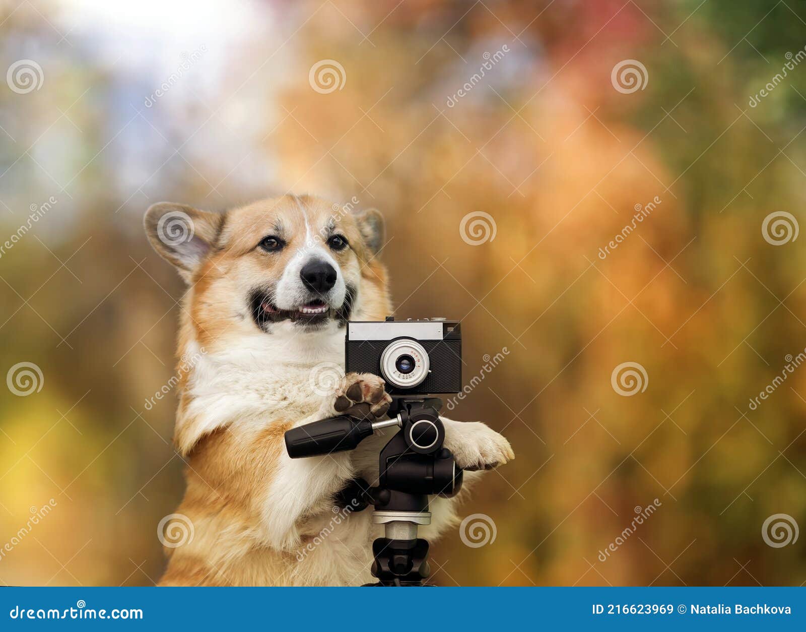 Funny Photographer Corgi Dog in a Bright Sunny Garden with an Old Camera Stock Image - Image of movie, retro: 216623969 Funny Photographer Corgi Dog in a Bright Sunny Garden with an Old Camera Stock Image - Image of movie, retro: 216623969