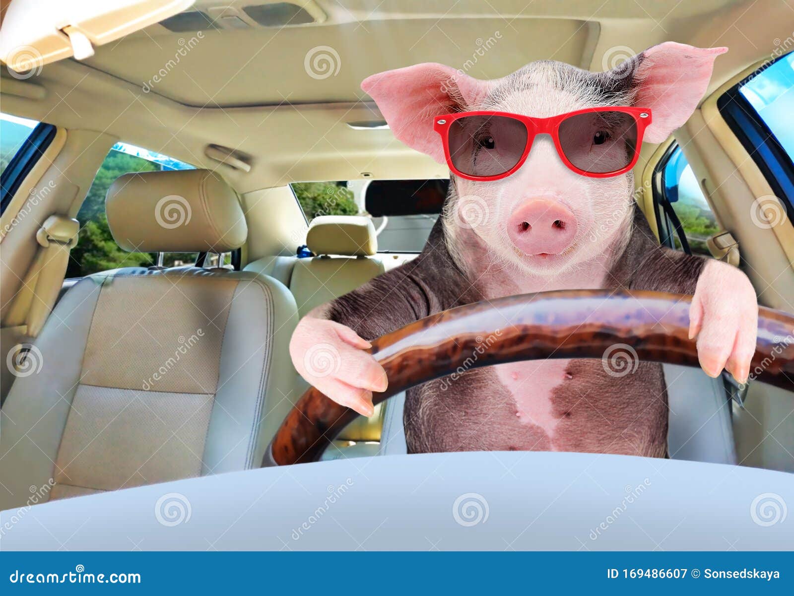 funny pig driving a car