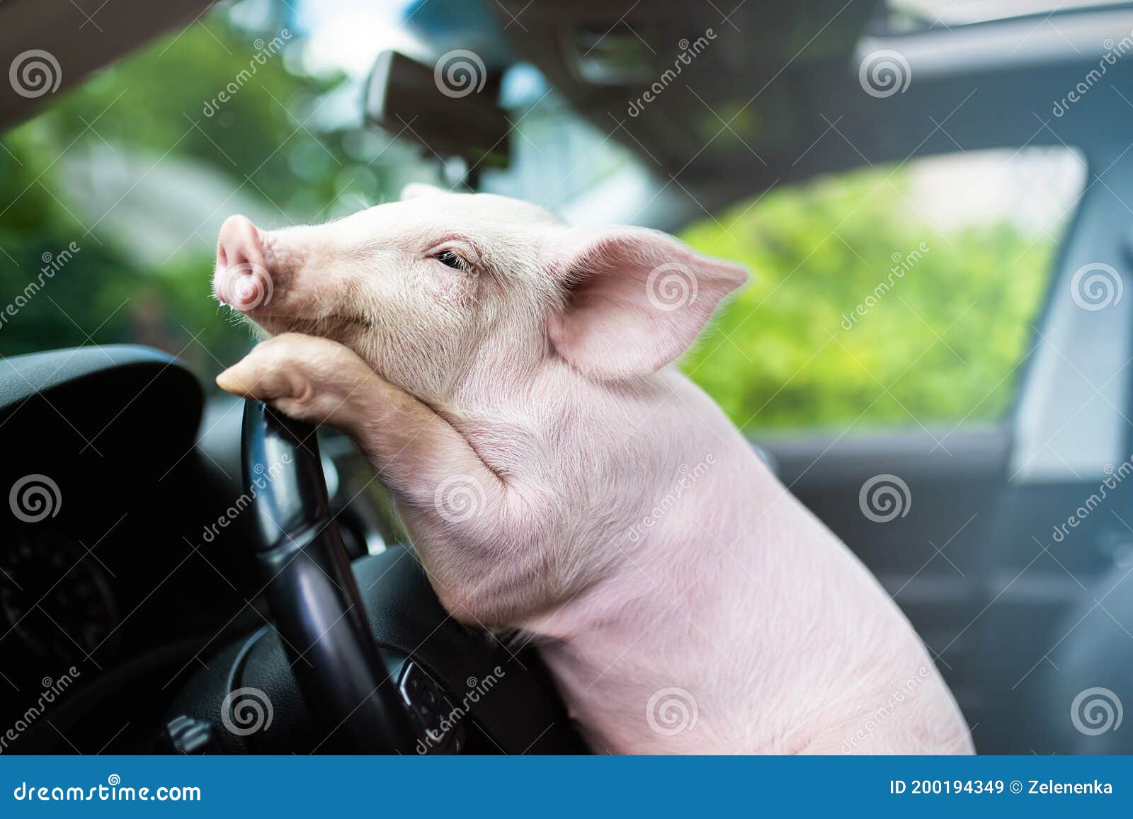 20,448 Funny Pig Stock Photos - Free & Royalty-Free Stock Photos from  Dreamstime
