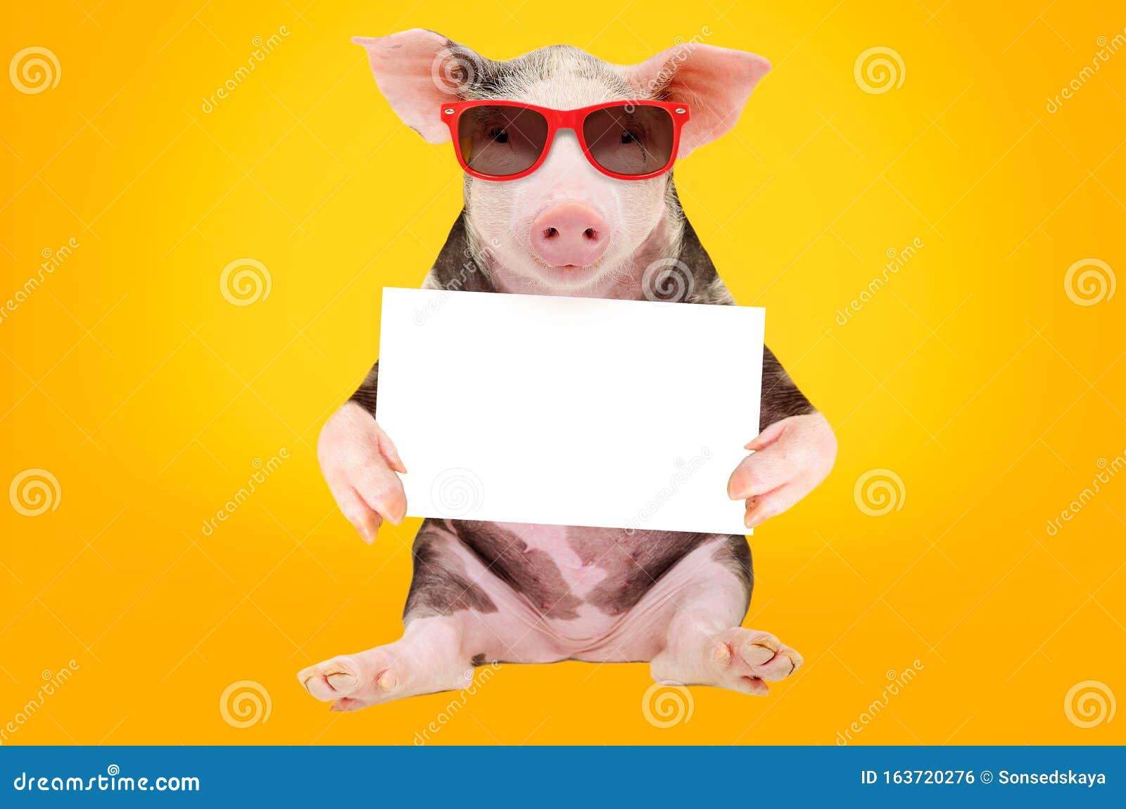 20,448 Funny Pig Stock Photos - Free & Royalty-Free Stock Photos from  Dreamstime