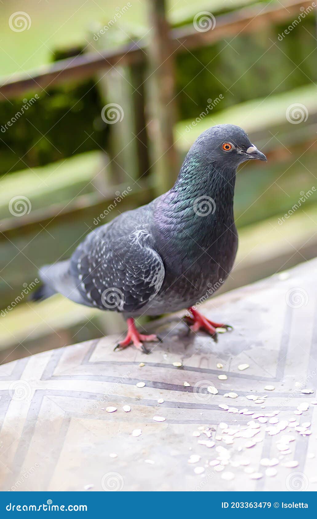 Funny Pigeon Bird Eating Rolled Oats Outdoors Stock Image Image of