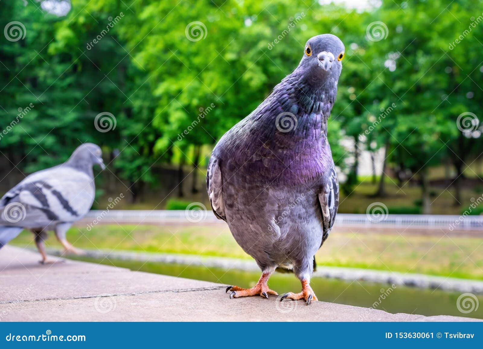 2,639 Funny Pigeon Stock Photos - Free & Royalty-Free Stock Photos from Dreamstime 2,639 Funny Pigeon Stock Photos - Free & Royalty-Free Stock Photos from Dreamstime