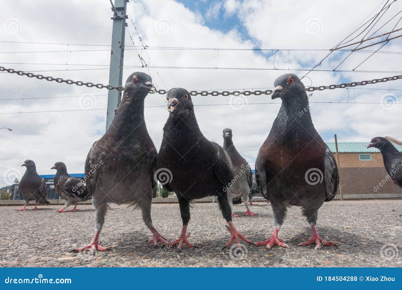 2,640 Funny Pigeon Stock Photos - Free & Royalty-Free Stock Photos from  Dreamstime