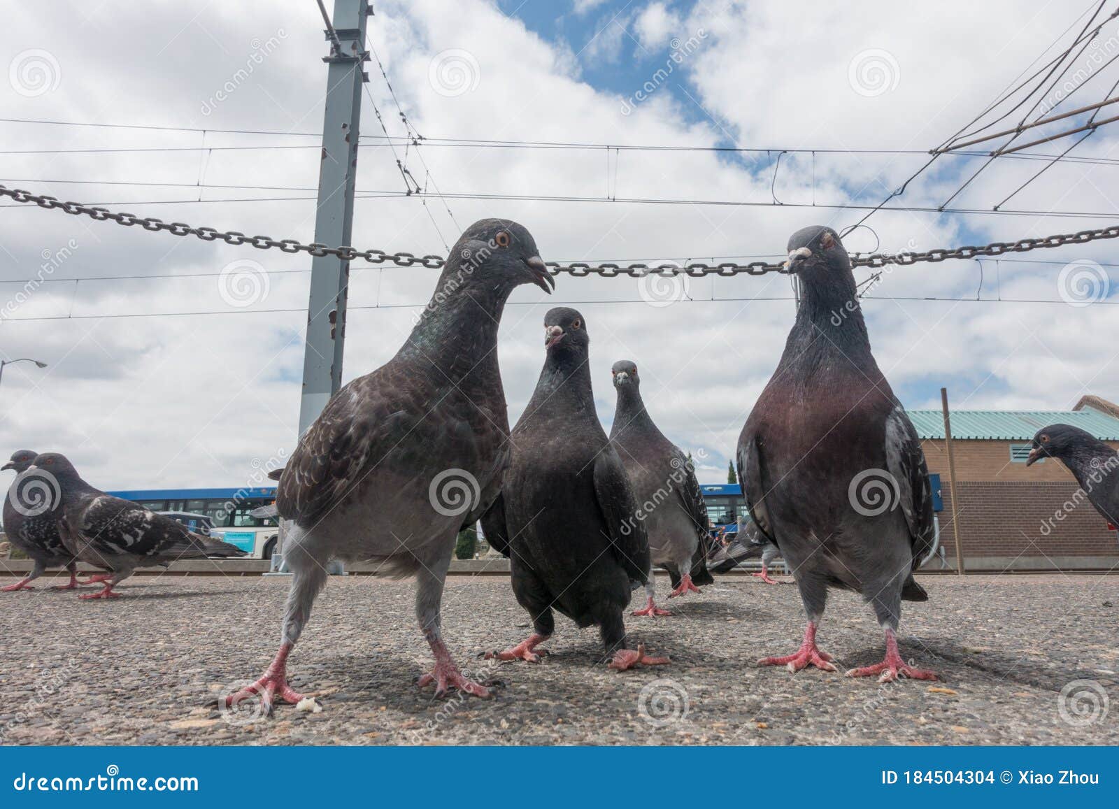 Funny pigeon stock photo. Image of head, pure, background - 184504304