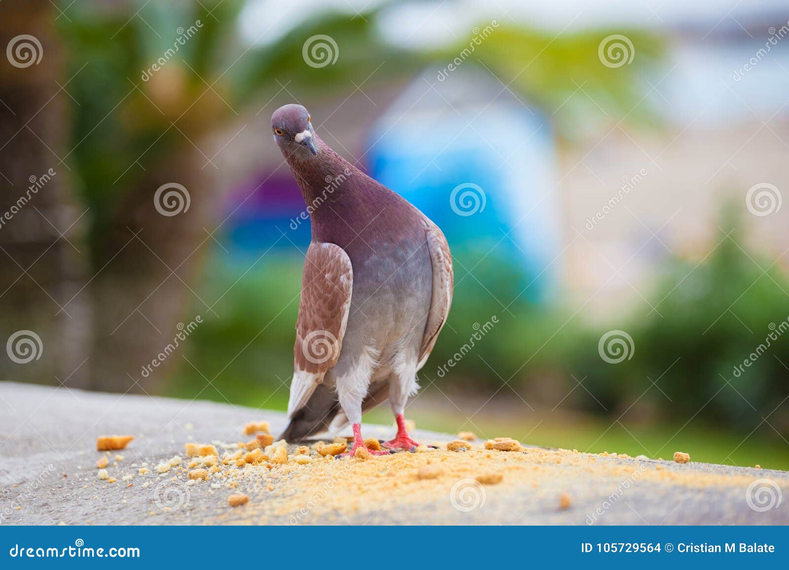 Funny Pigeon Outdoor, in Tenerife Stock Photo - Image of wing, single:  105729564