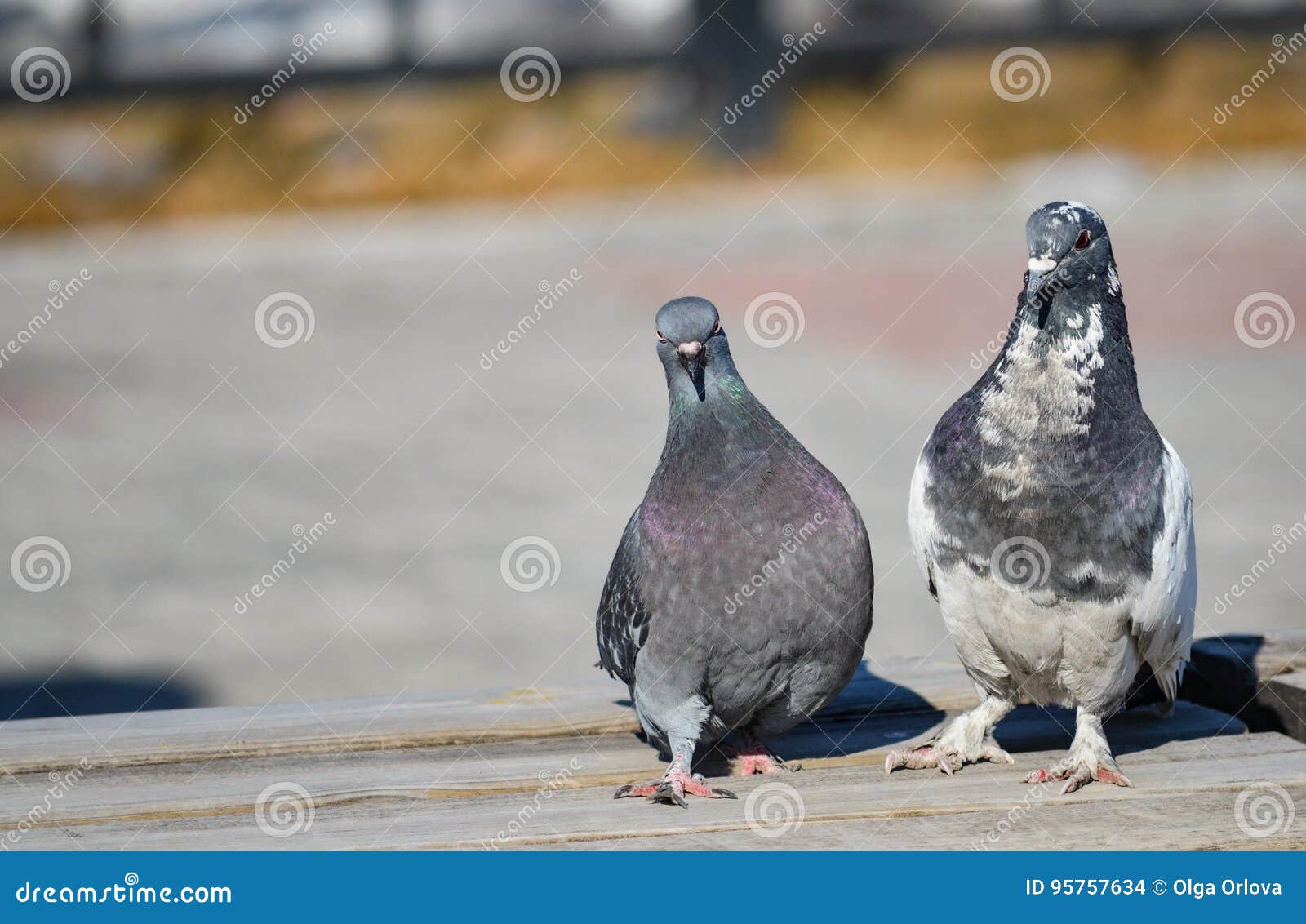 Funny pigeon pair stock photo. Image of love, pigeon - 95757634