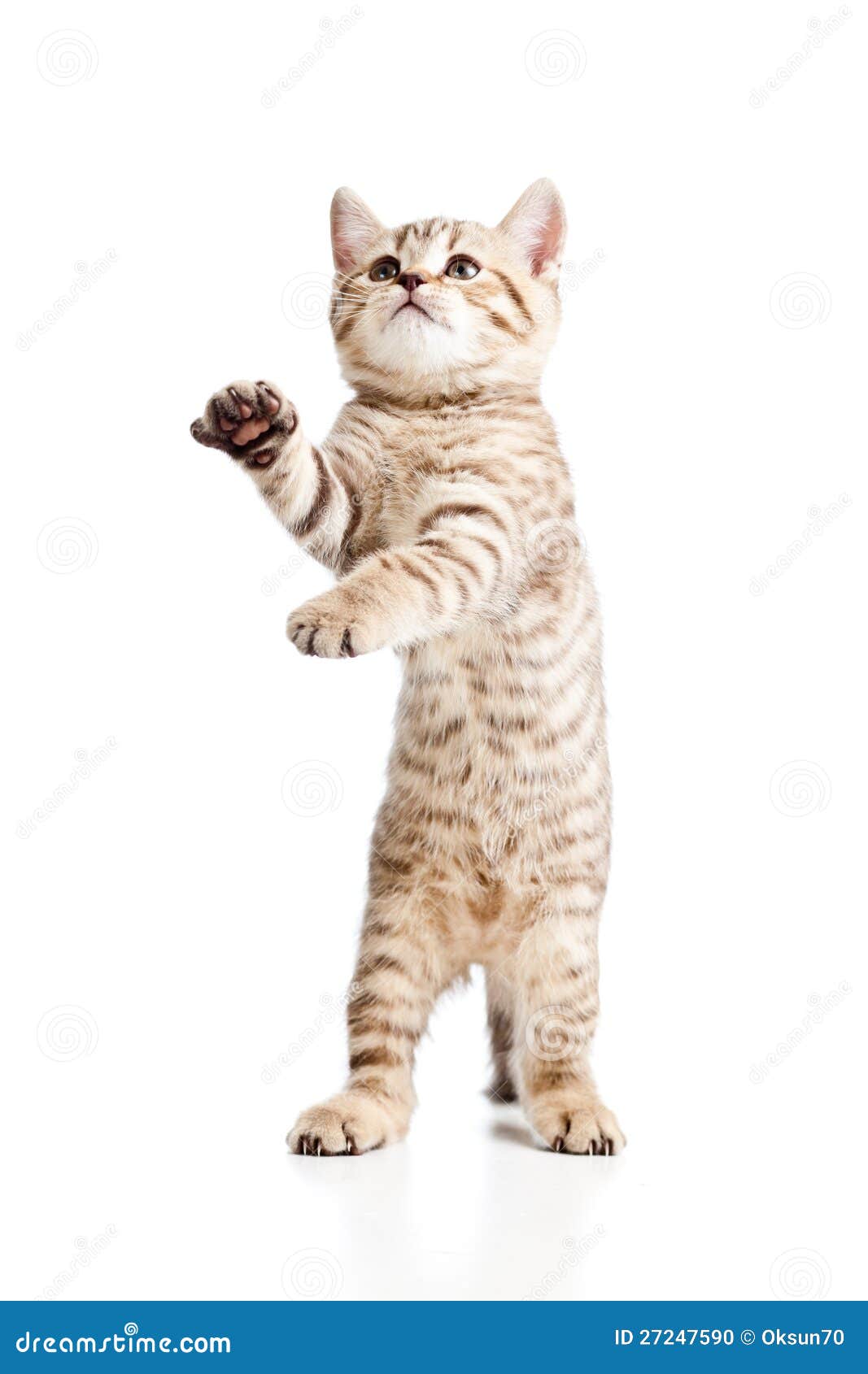 funny playful cat kitten on white background