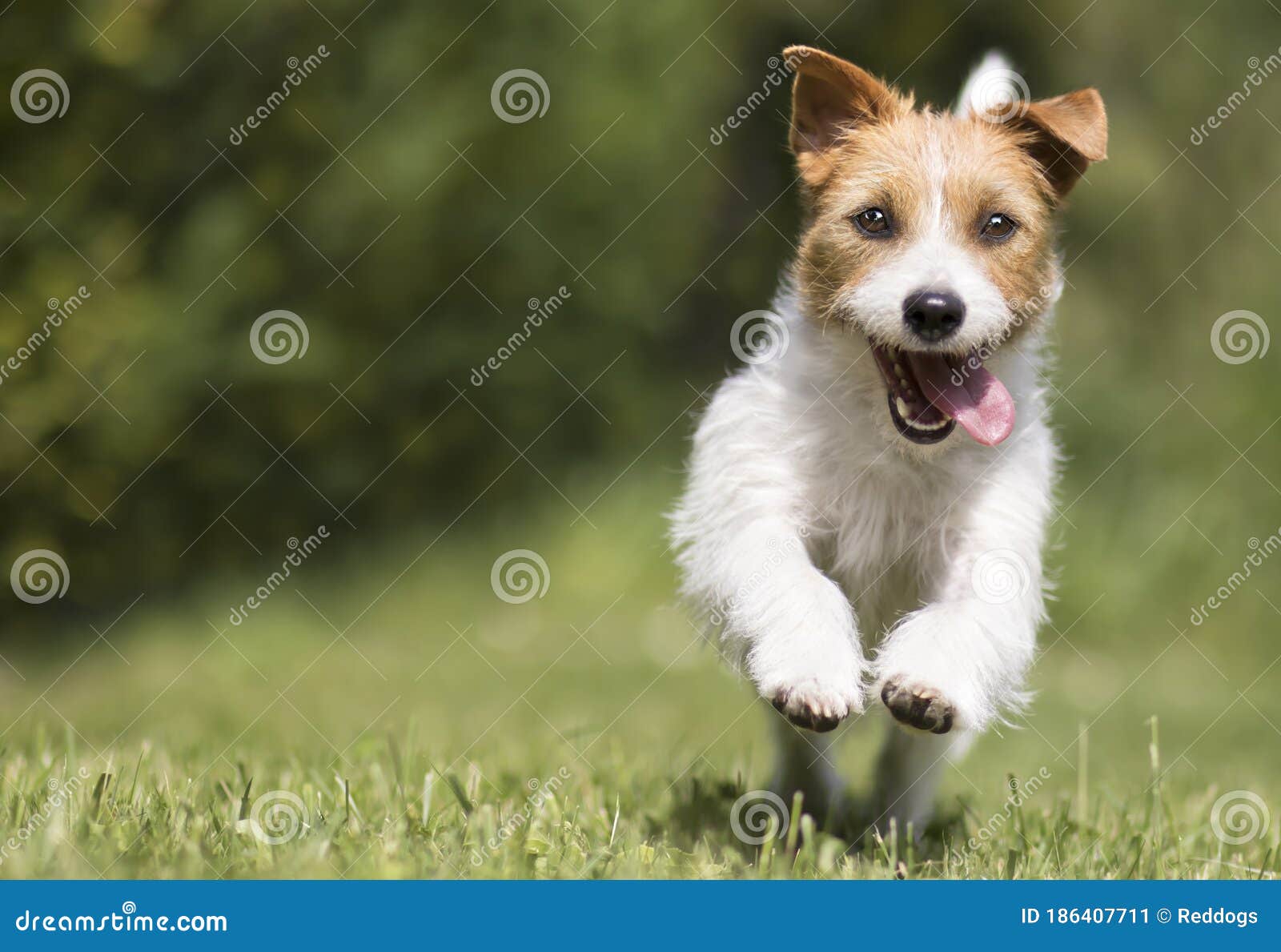 funny playful happy smiling pet dog puppy running, jumping in the grass