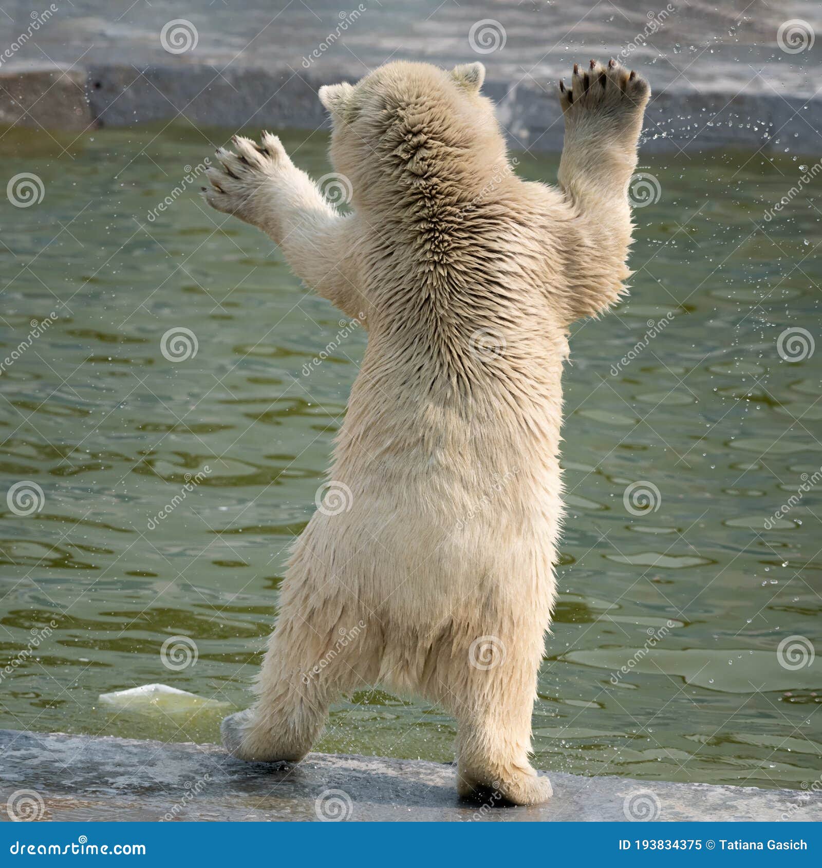 polar bear standing on hind legs