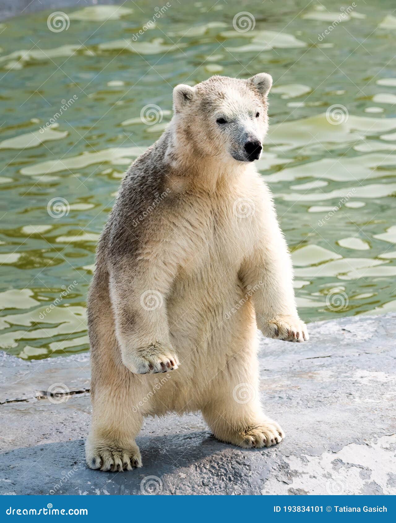 polar bear standing on hind legs