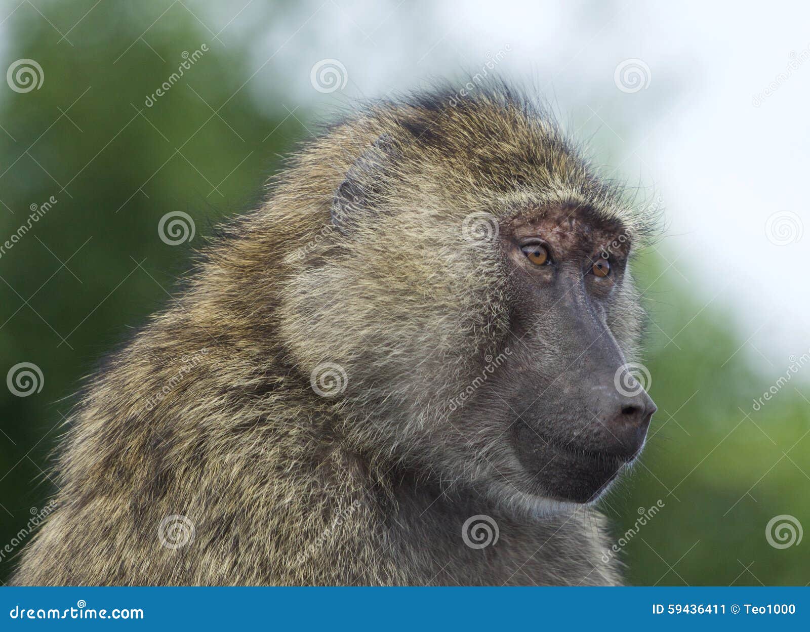 Funny portrait of a baboon stock image. Image of ischial - 59436411