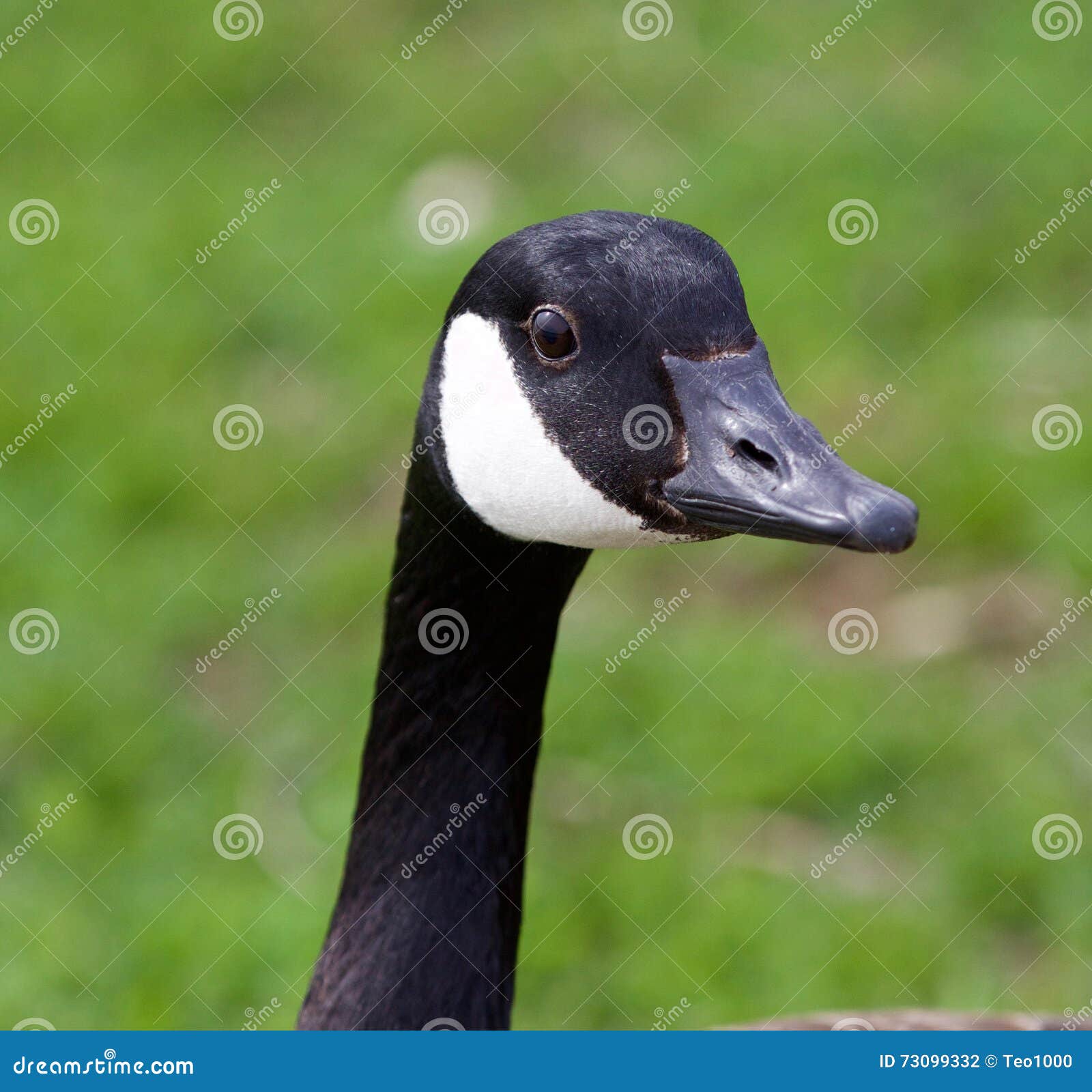 Funny Portrait of the Canada Goose Stock Photo Image of green, black