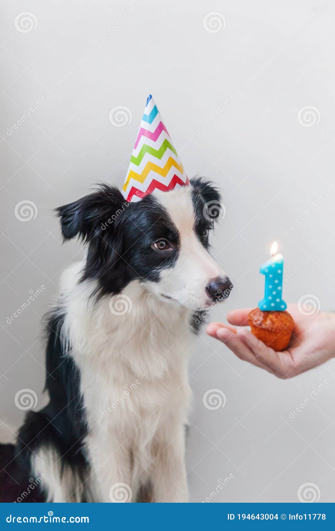 Funny Portrait of Cute Smiling Puppy Dog Border Collie Wearing Birthday ...