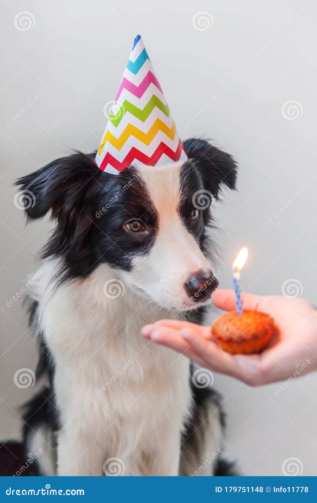 Funny Portrait of Cute Smilling Puppy Dog Border Collie Wearing ...