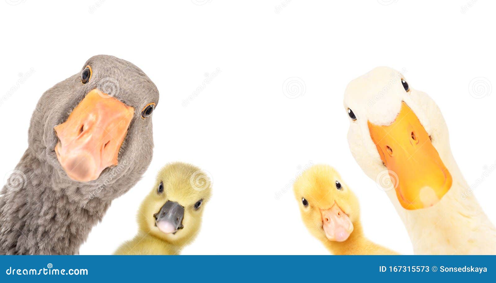 funny portrait of a goose, gosling, duckling, duck