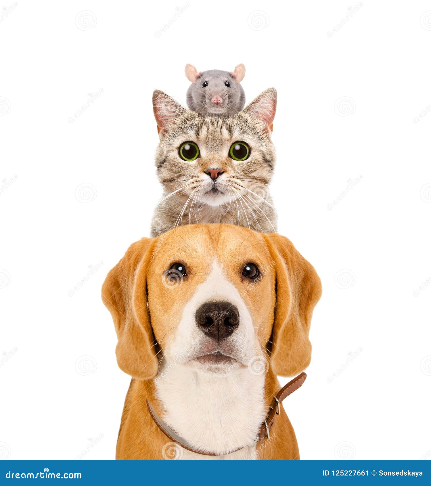 Funny portrait of pets stock image. Image of humorous 125227661