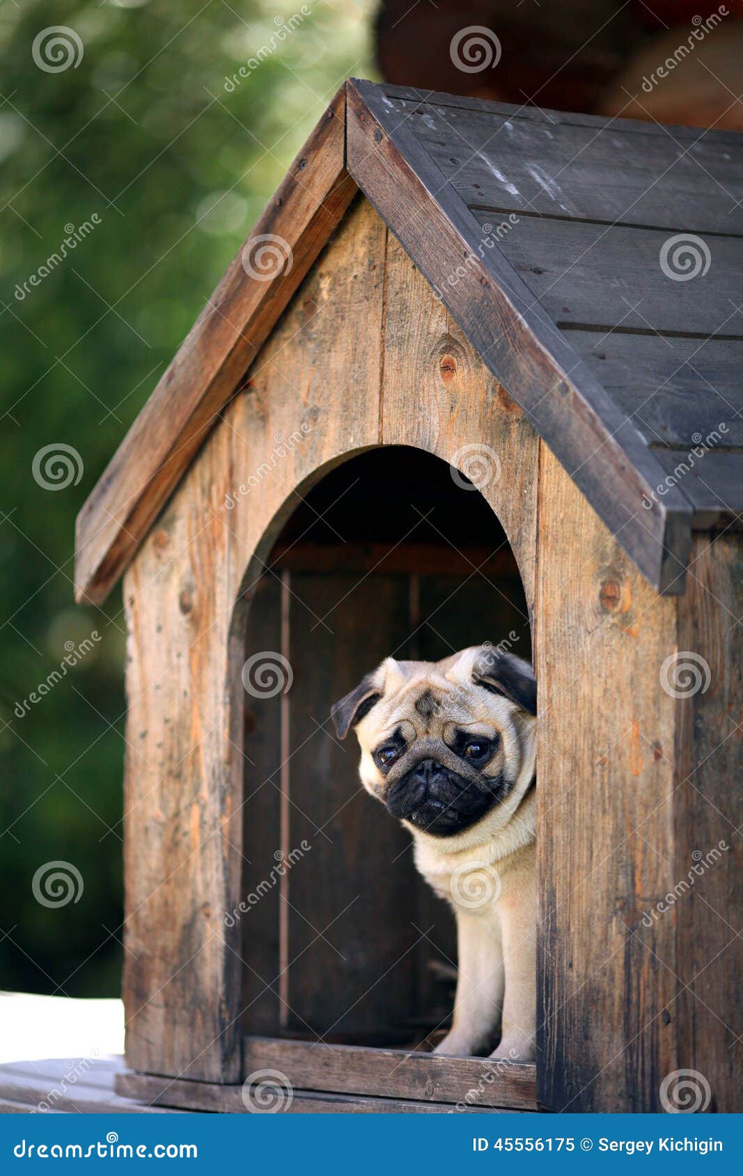 Funny Pug Dog In The Dog House Stock Photo - Image: 45556175