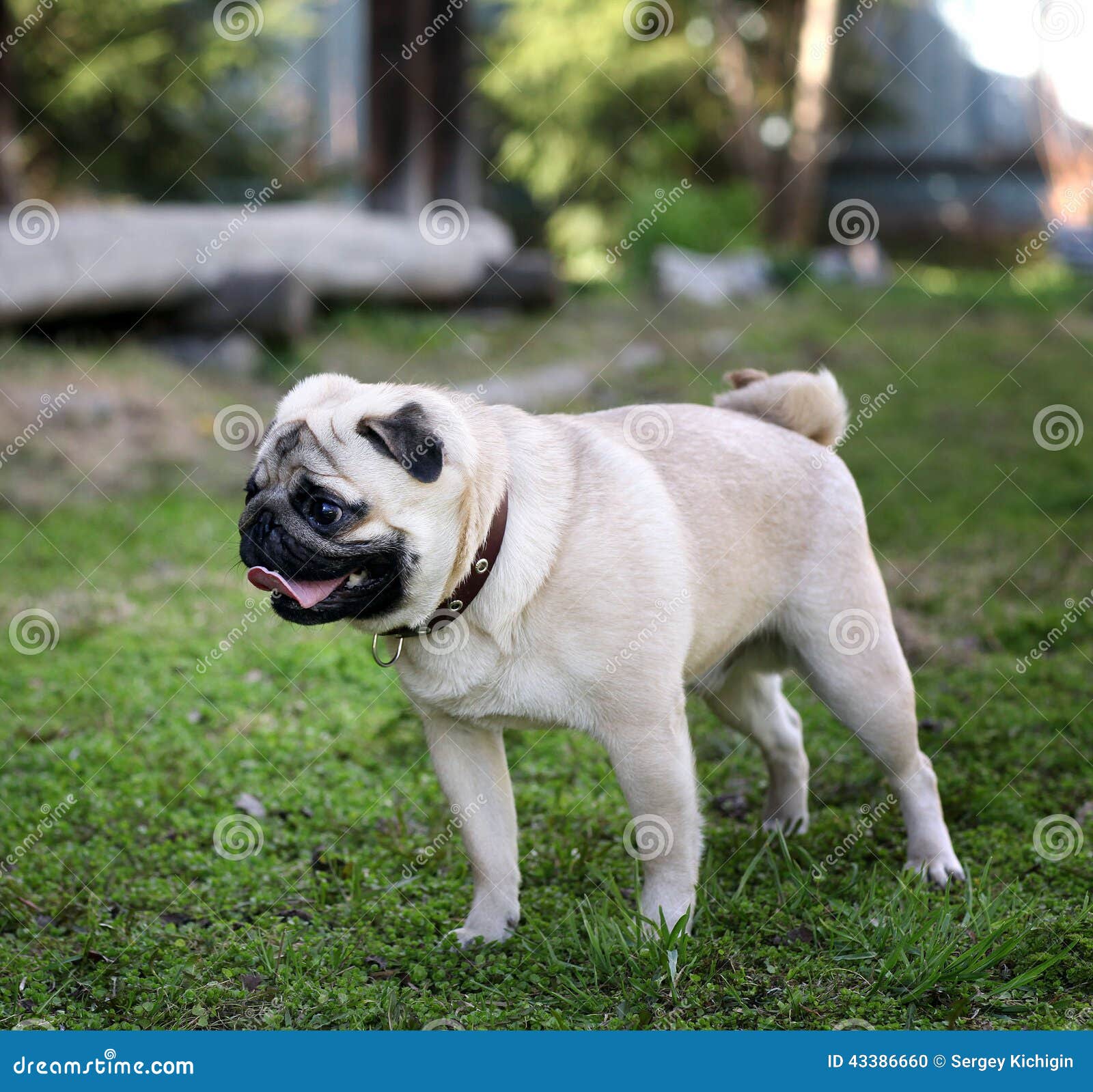 Funny Pug Dog on a Green Background Stock Photo Image of funny, green