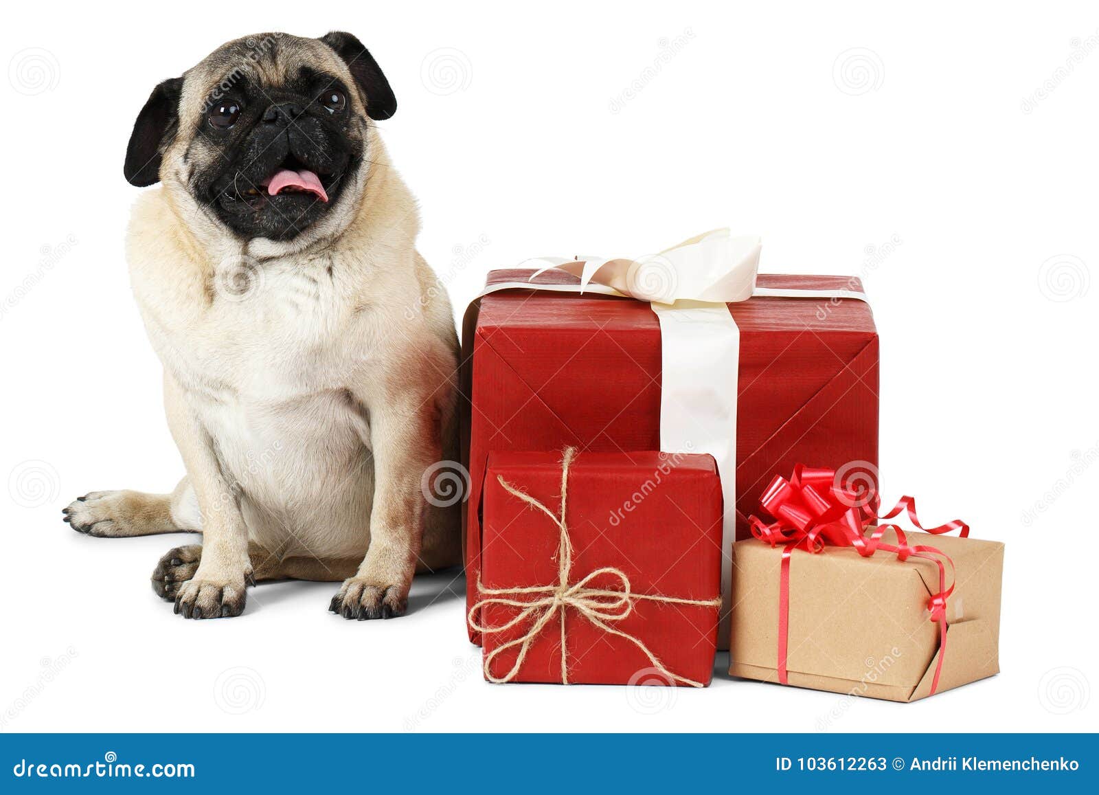 A Funny Dog, Sitting Near Gift . Isolated on White Background. Stock