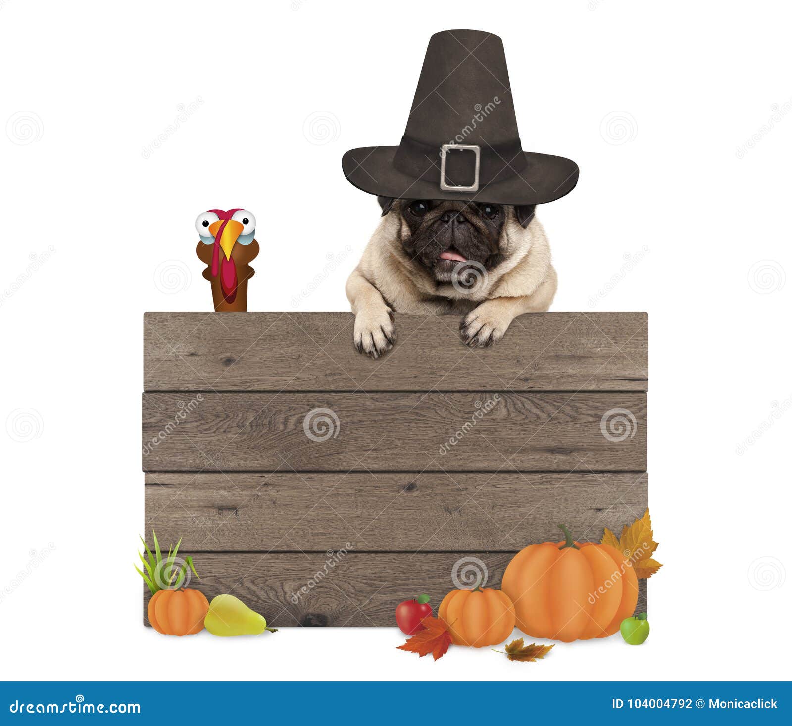 funny pug dog wearing pilgrim hat for thanksgiving day, with blank wooden sign and turkey