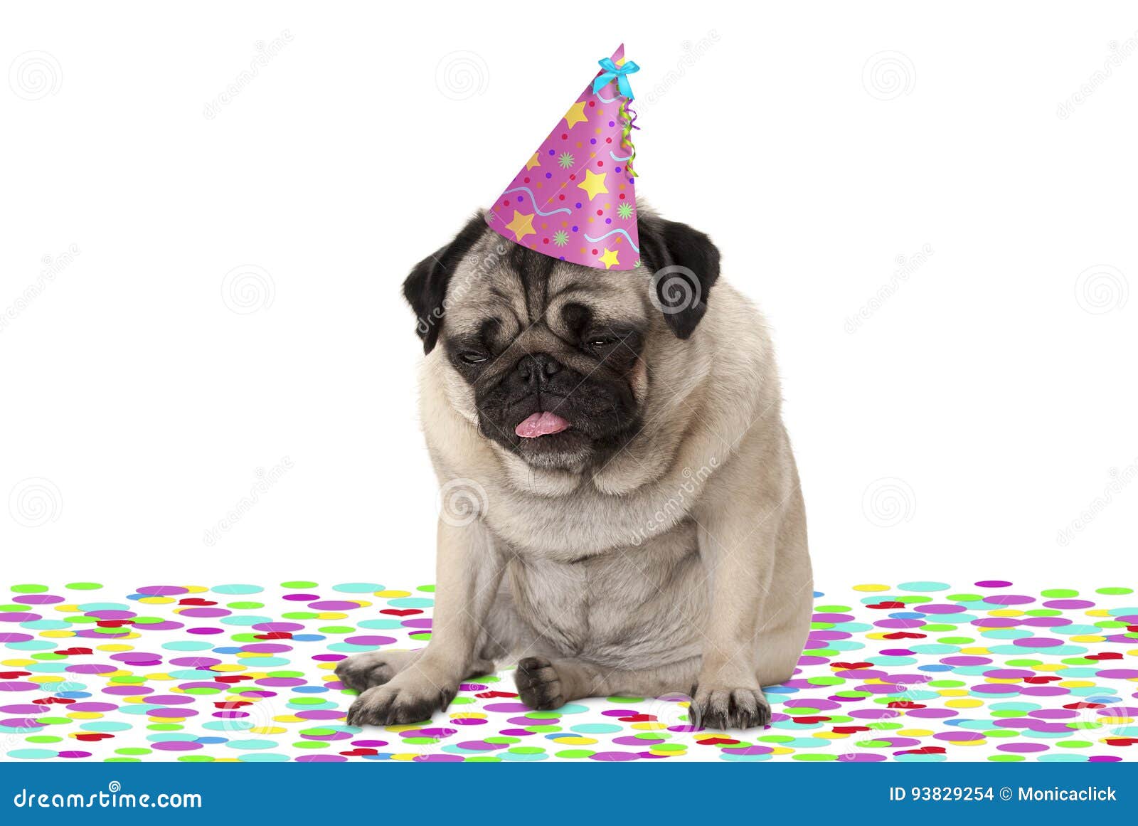 Funny Pug Puppy Dog Wearing Party Hat, Sitting Down on Confetti, Drunk on Champagne, Tired with Hangover Stock Photo - Image of feast, event: 93829254 Funny Pug Puppy Dog Wearing Party Hat, Sitting Down on Confetti, Drunk on Champagne, Tired with Hangover Stock Photo - Image of feast, event: 93829254